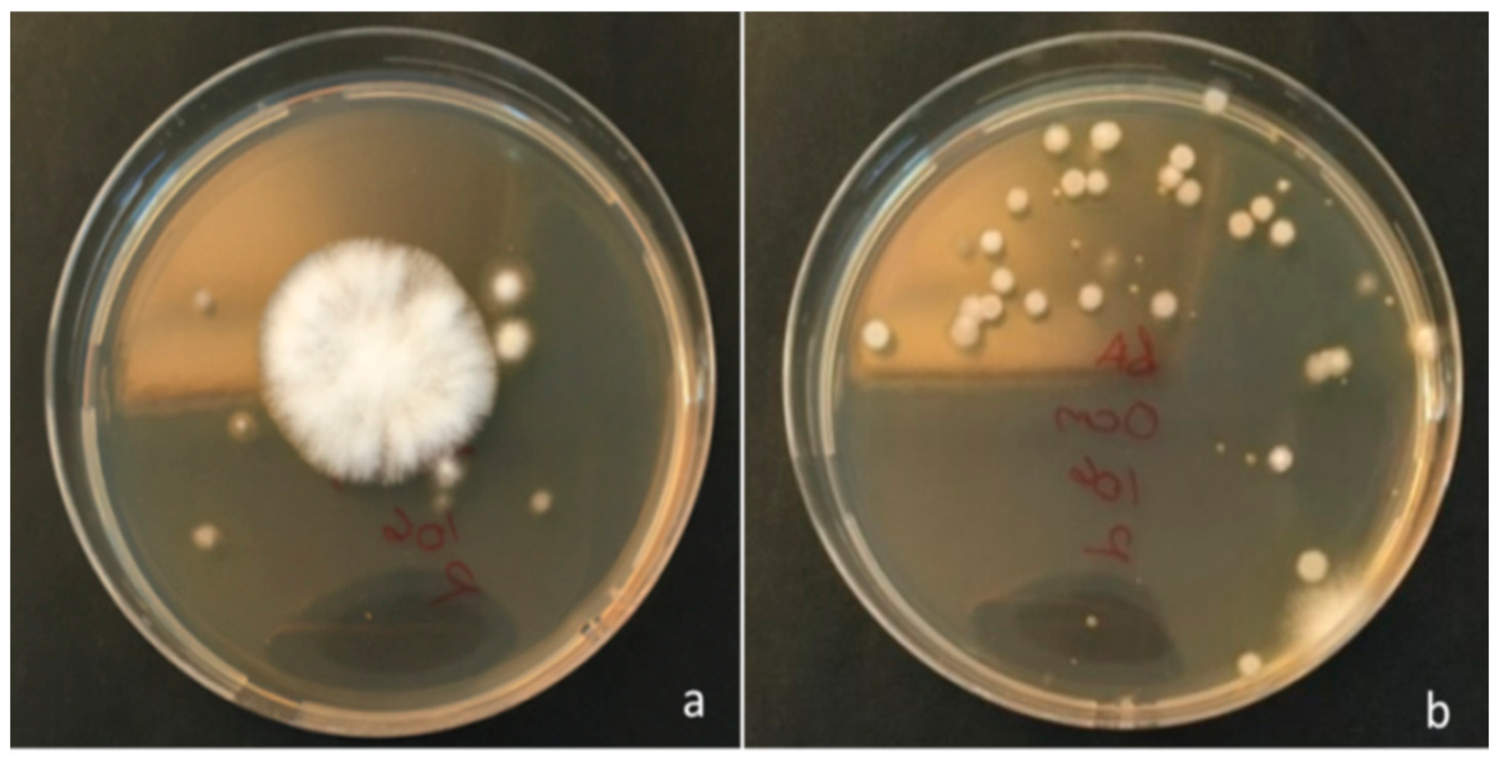 Agronomy 13 00677 g003