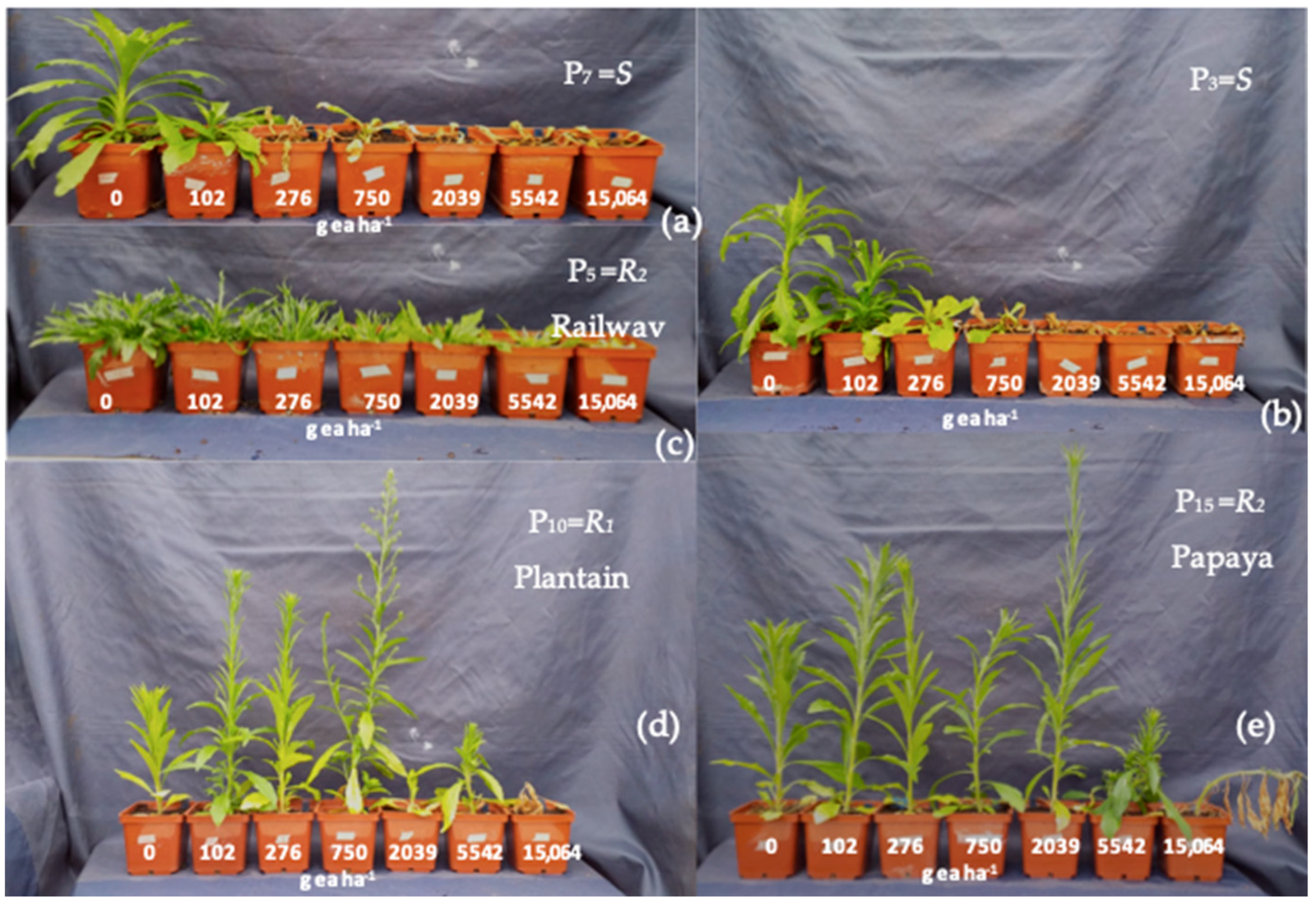 Agronomy 13 00683 g005