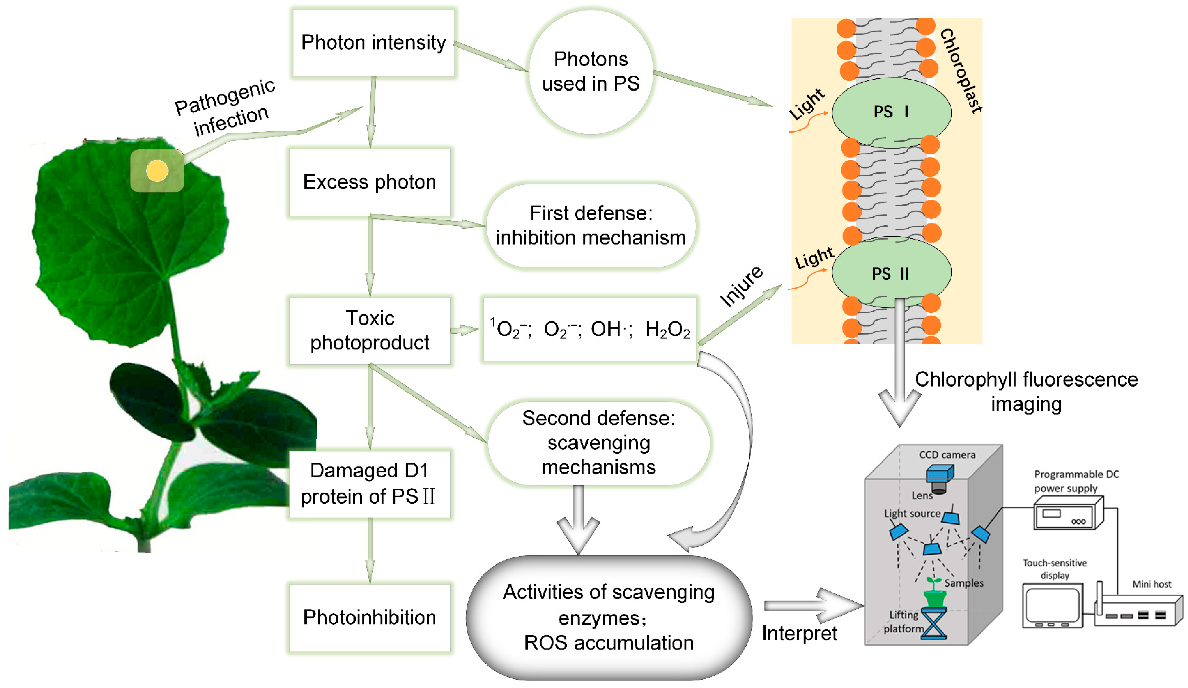 Chlorophyll In Plants Diagram chlorophyll-in-plants-diagram