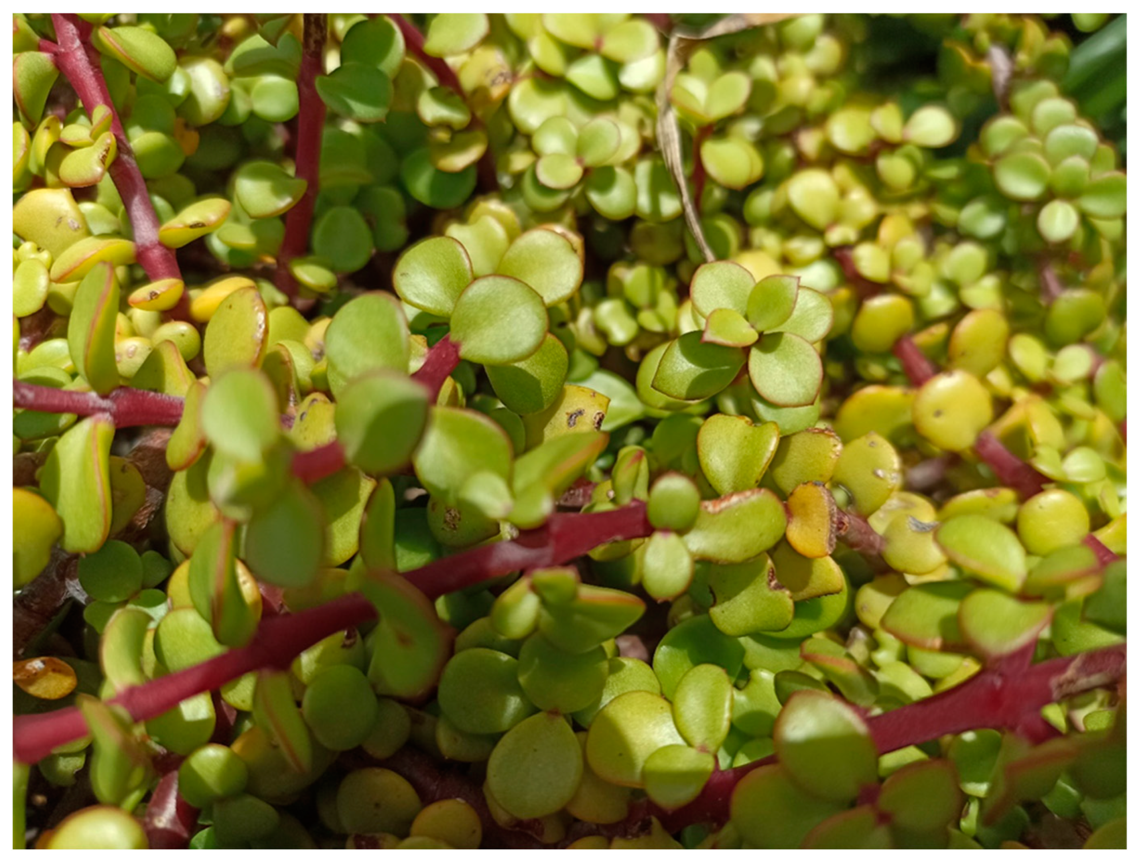 Agronomy 13 00709 g002 Agronomy 13 00709 g002