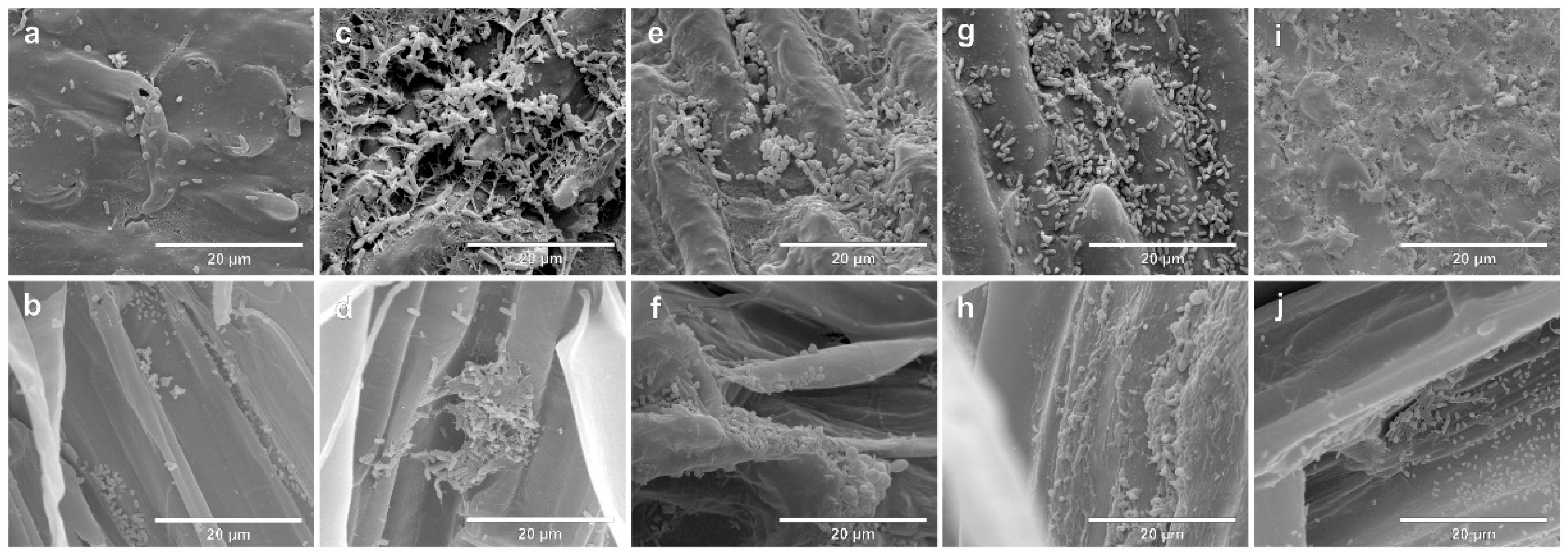 Agronomy 13 00734 g002 Agronomy 13 00734 g002