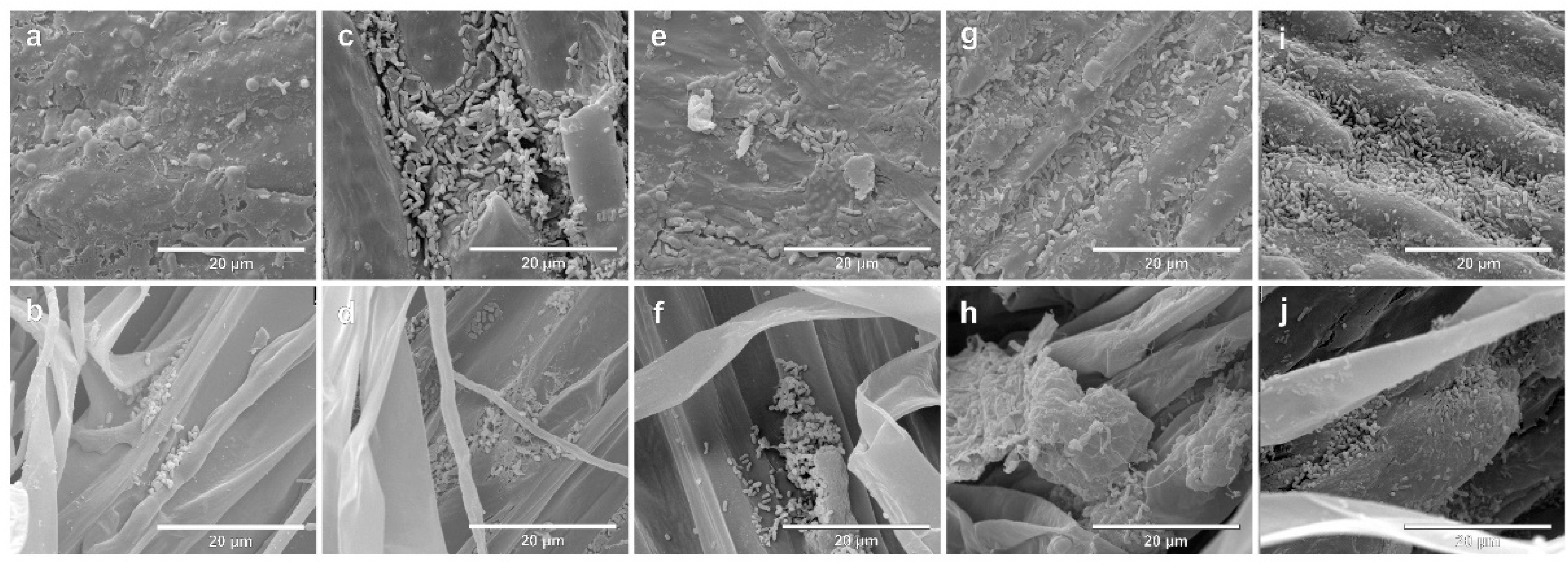 Agronomy 13 00734 g003 Agronomy 13 00734 g003