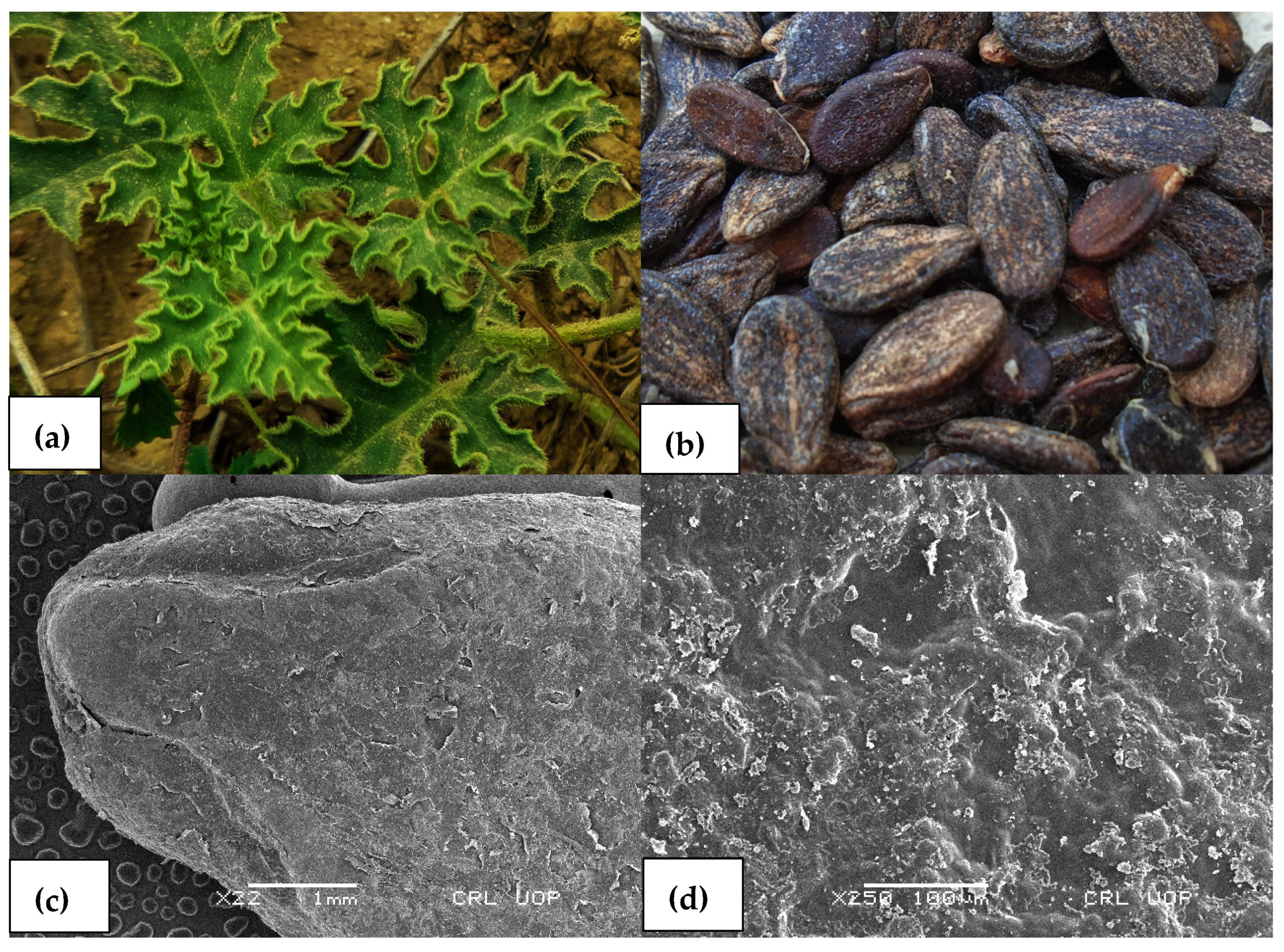 Agronomy 13 00735 g001 550