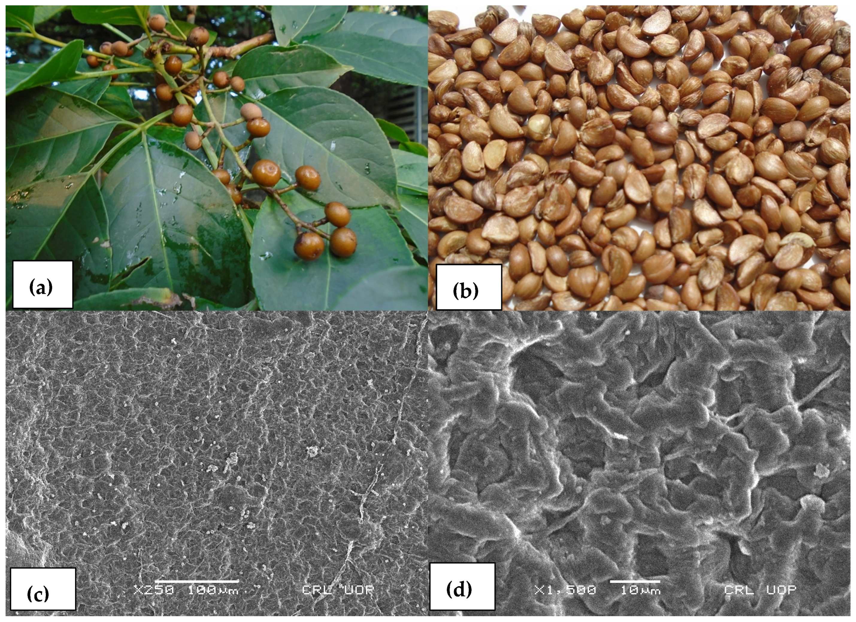 Agronomy 13 00735 g002 550