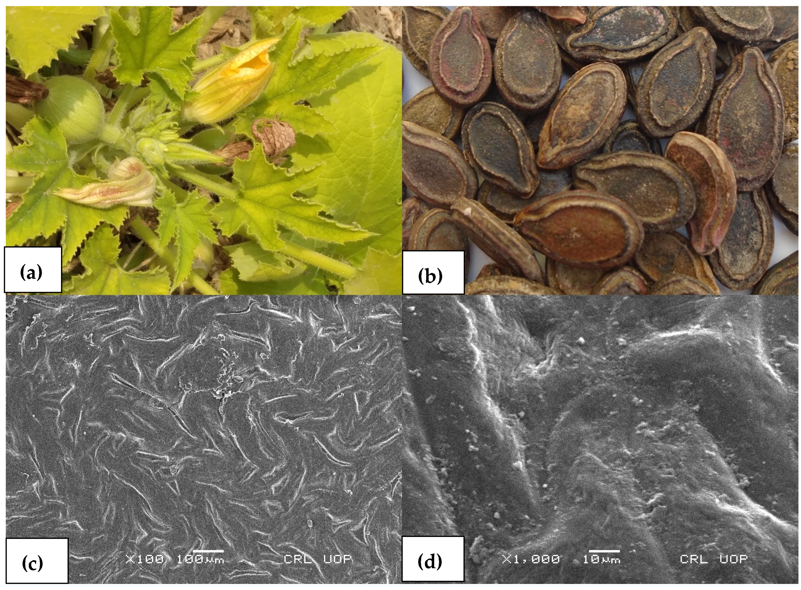 Agronomy 13 00735 g003 550