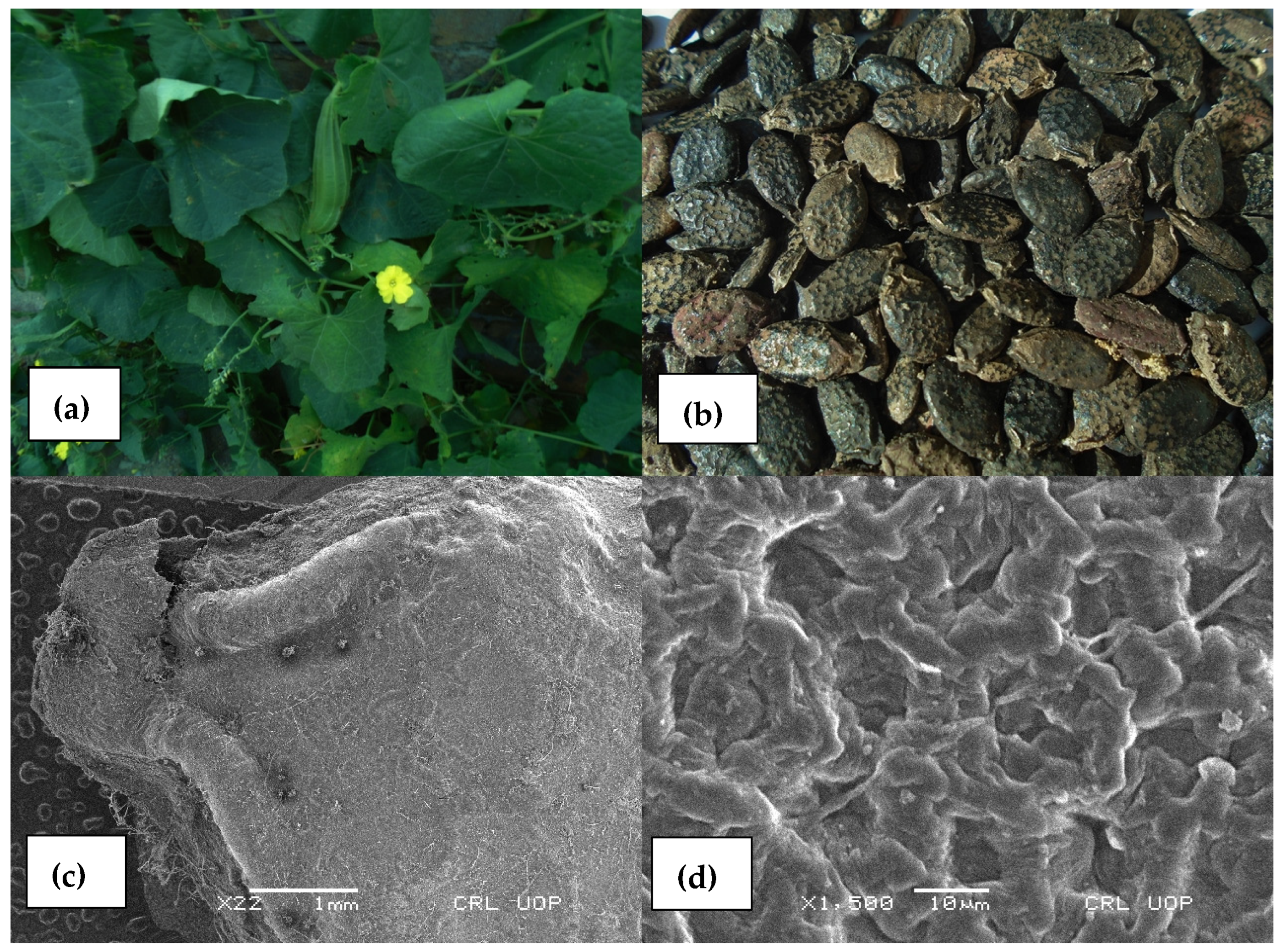 Agronomy 13 00735 g004 550