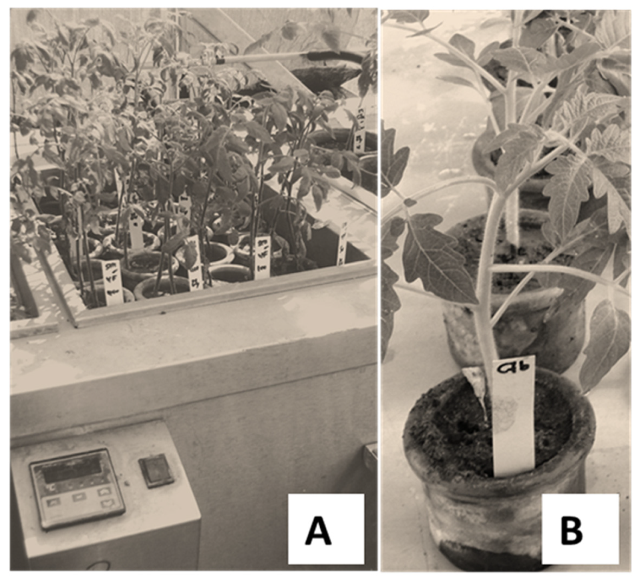 Agronomy 13 00746 g001