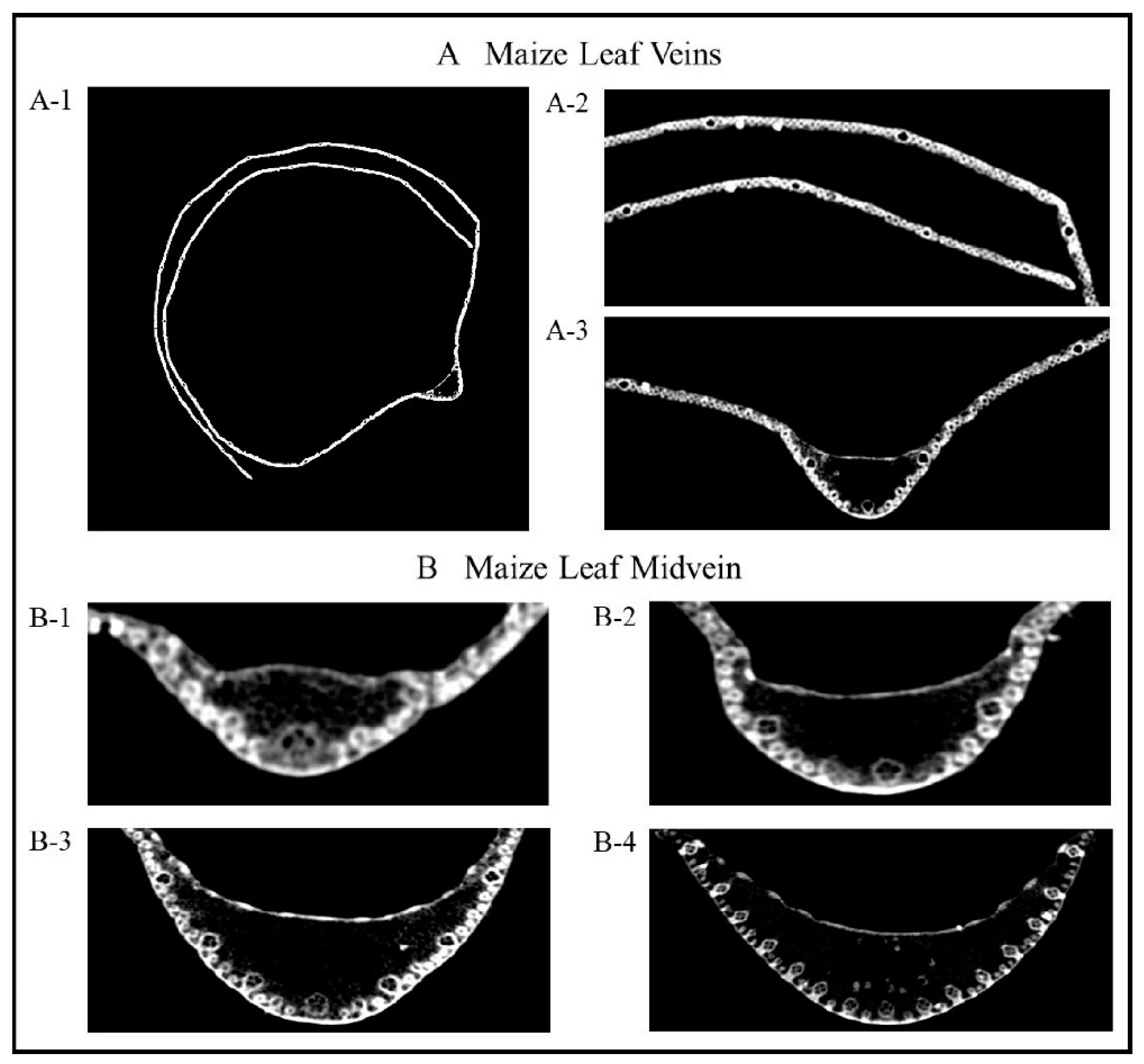 Agronomy 13 00753 g001 Agronomy 13 00753 g001