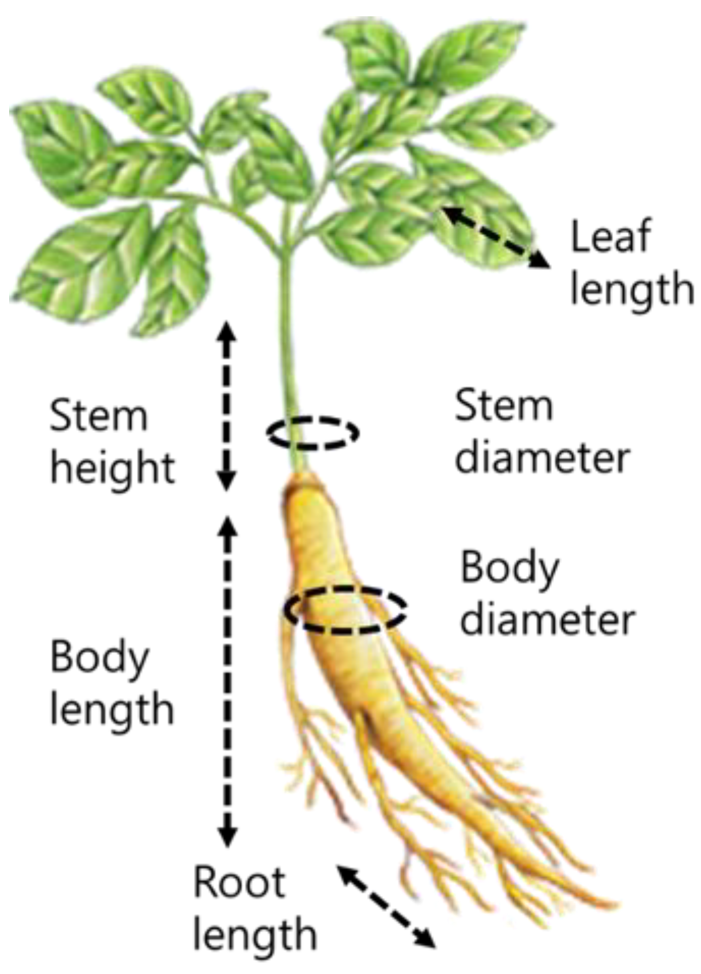 Agronomy 13 00756 g002