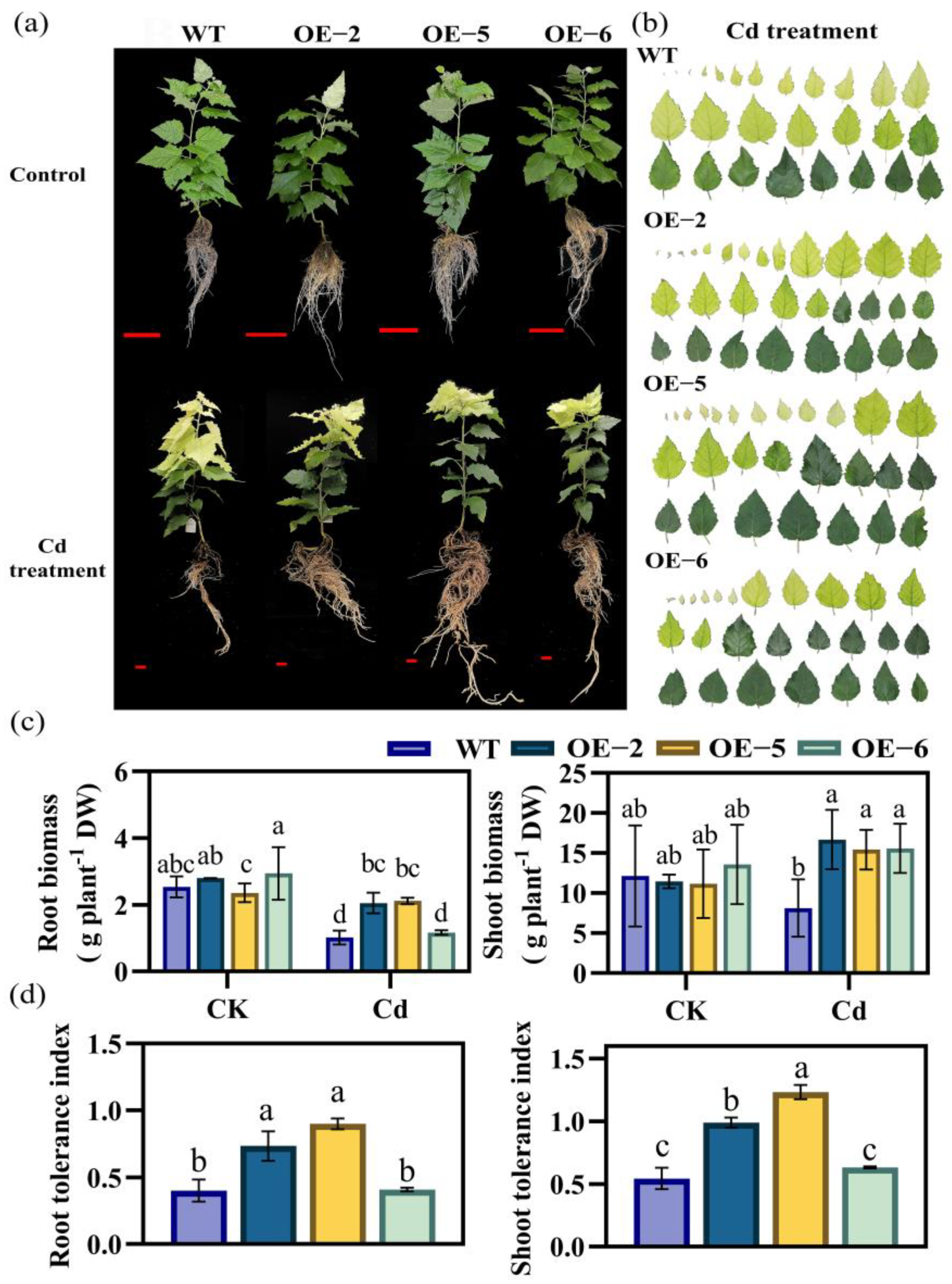 Agronomy 13 00760 g001 Agronomy 13 00760 g001