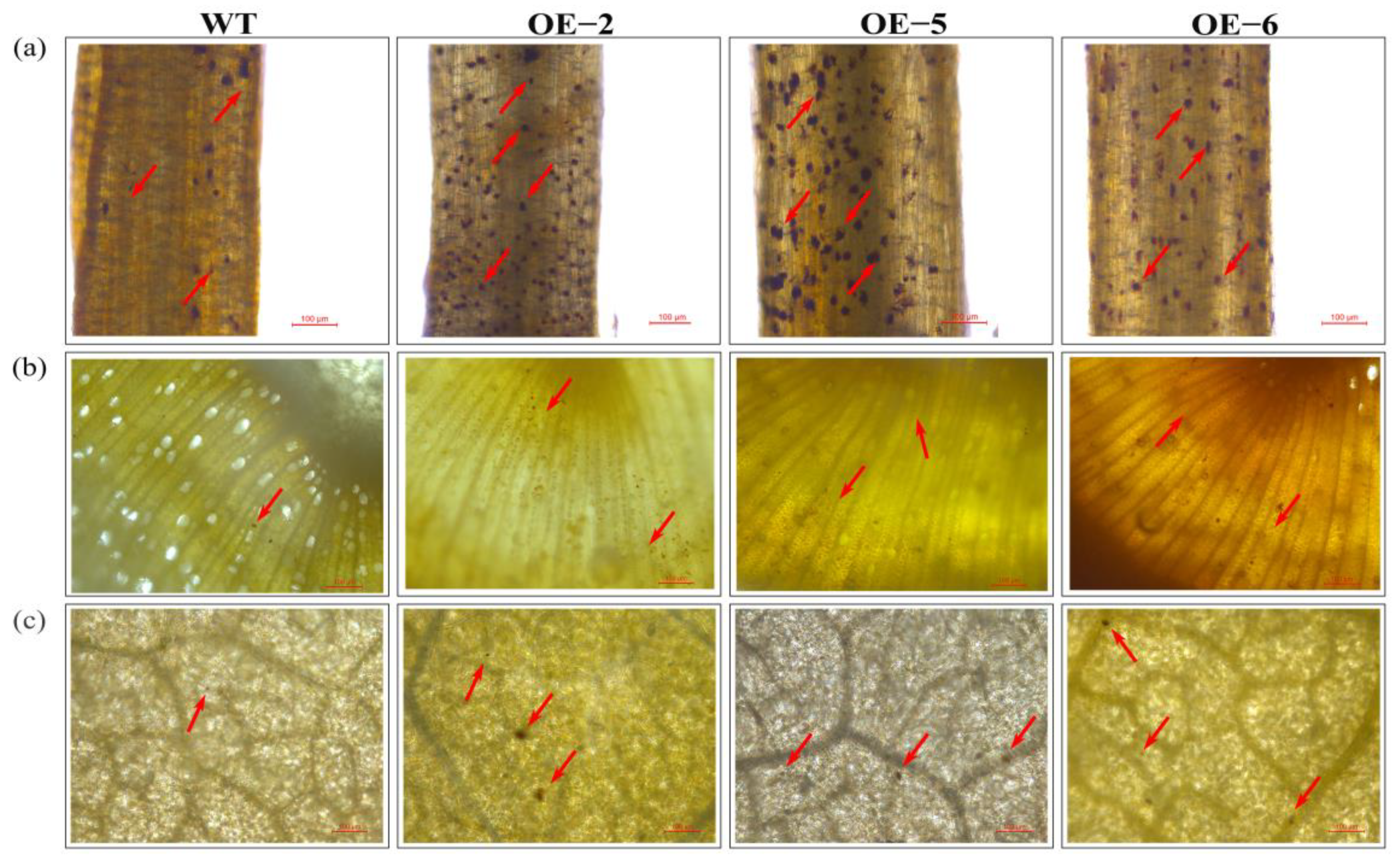 Agronomy 13 00760 g003 Agronomy 13 00760 g003