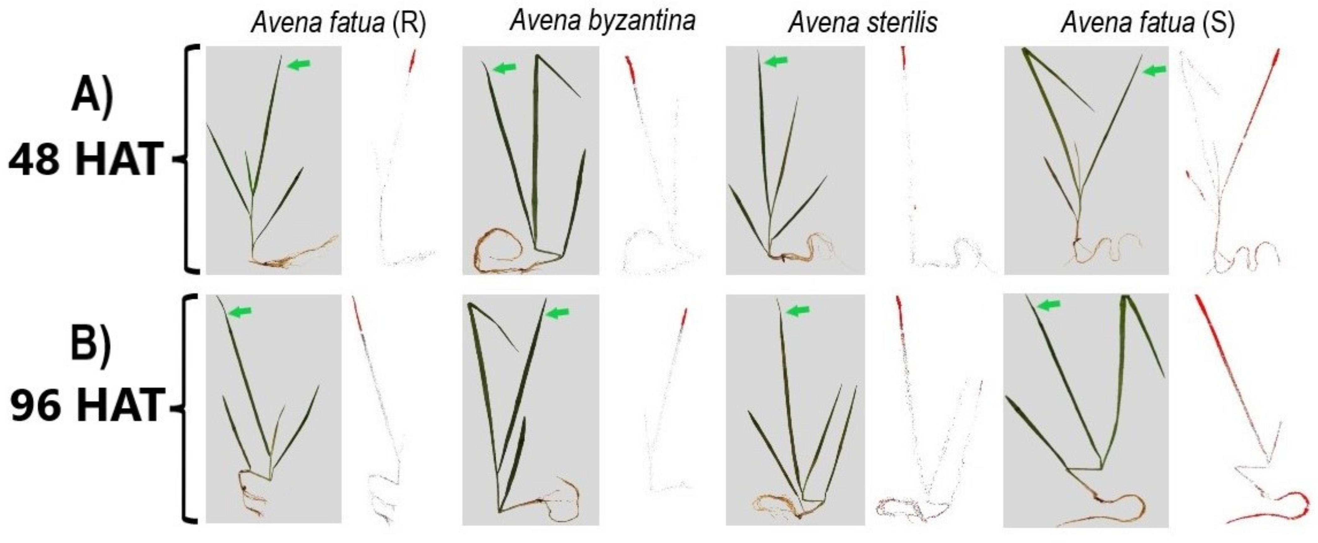 Agronomy 13 00763 g006 Agronomy 13 00763 g006