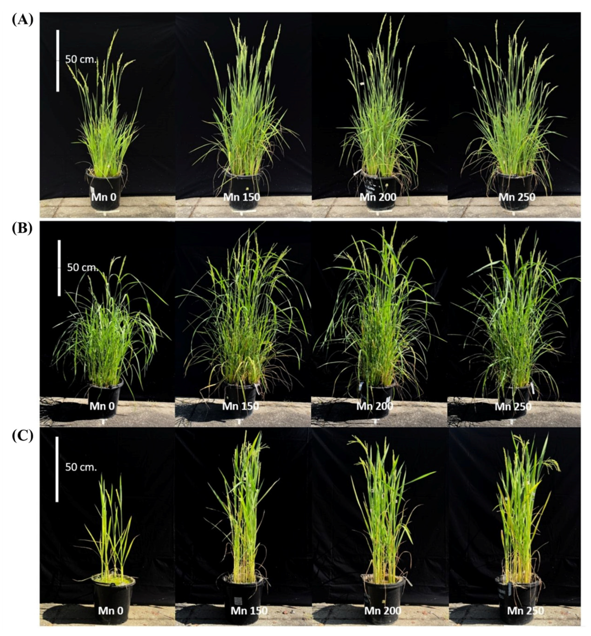 Agronomy 13 00788 g007