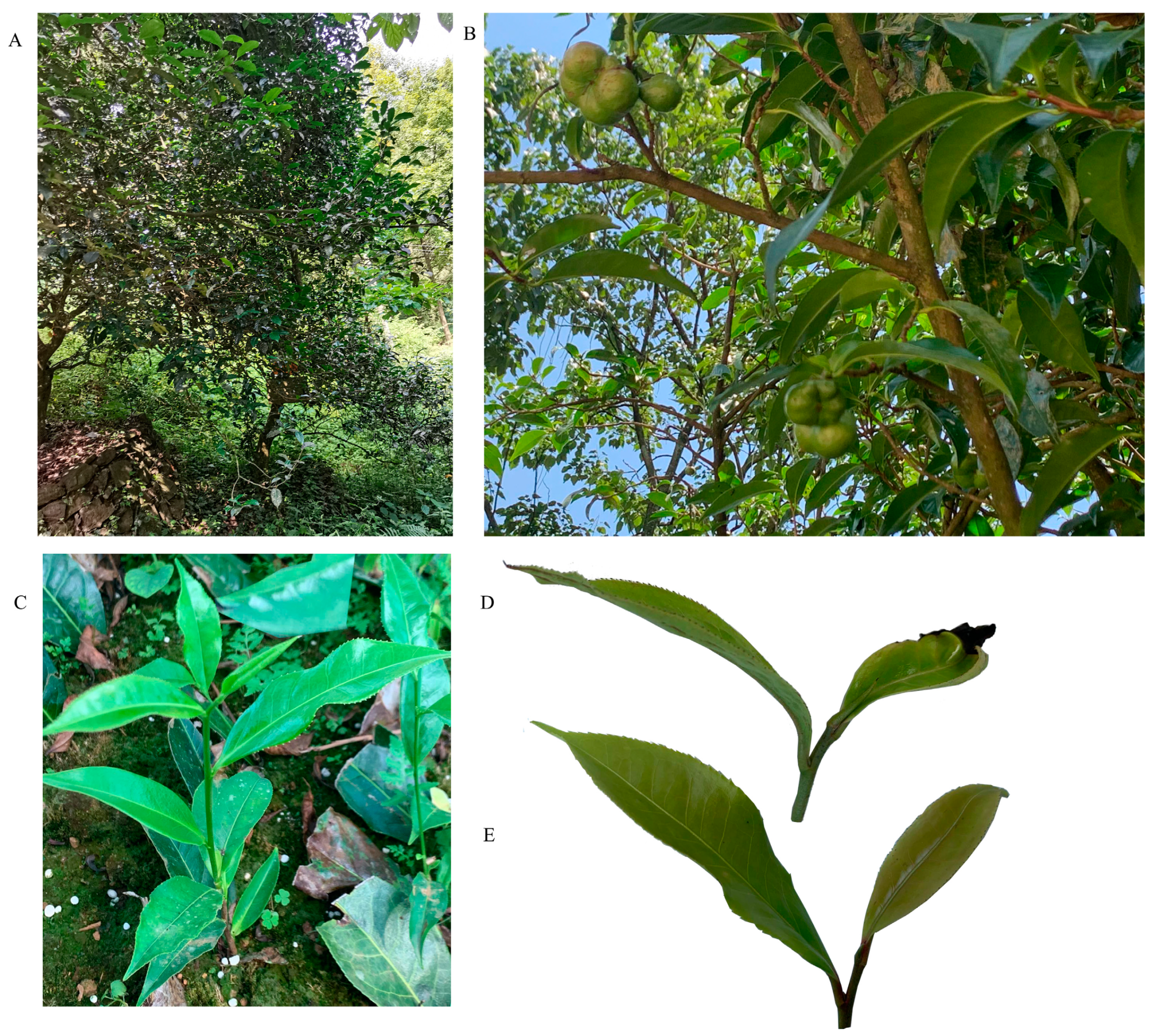 Agronomy 13 00791 g001 Agronomy 13 00791 g001