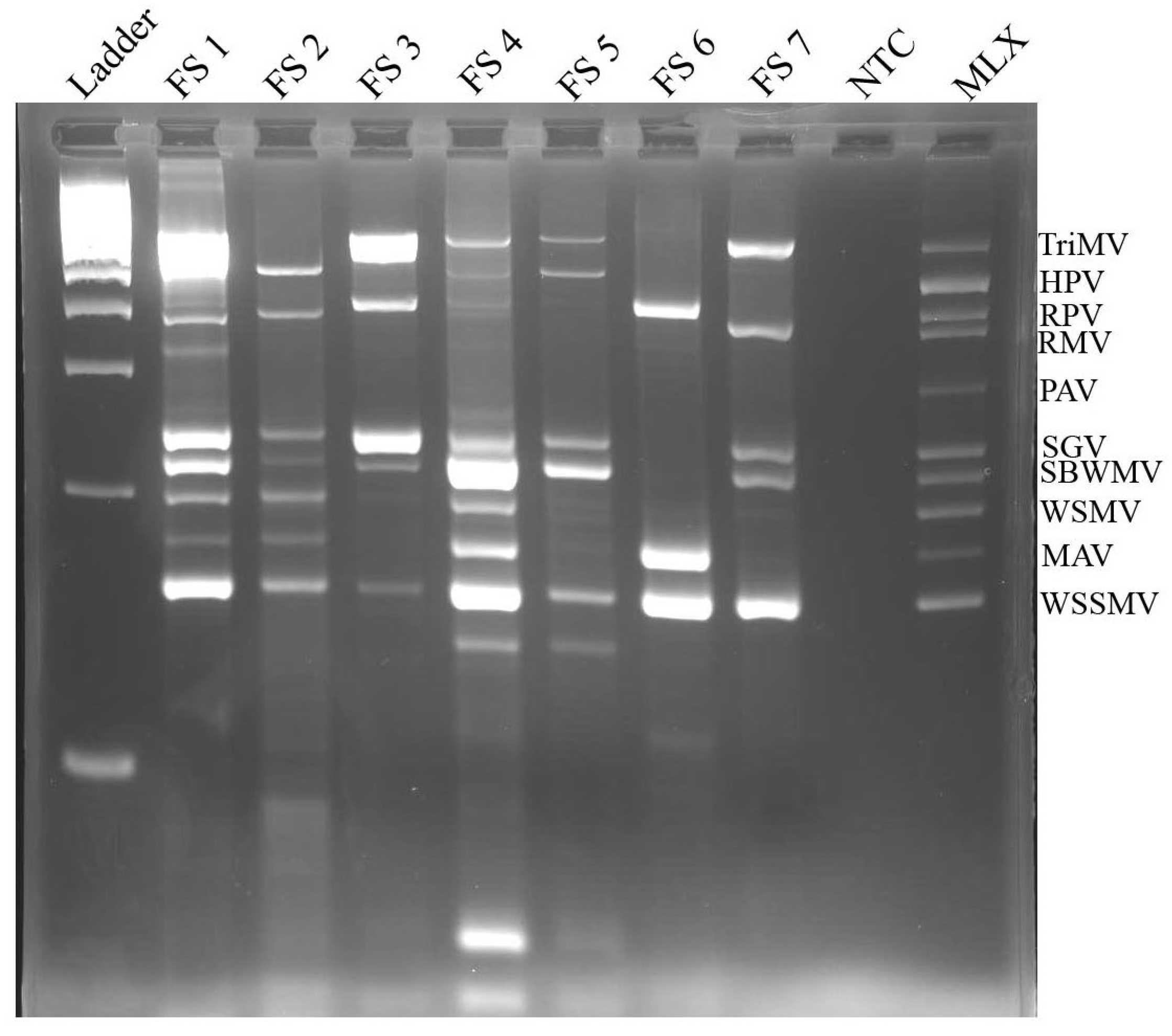 Agronomy 13 00833 g002