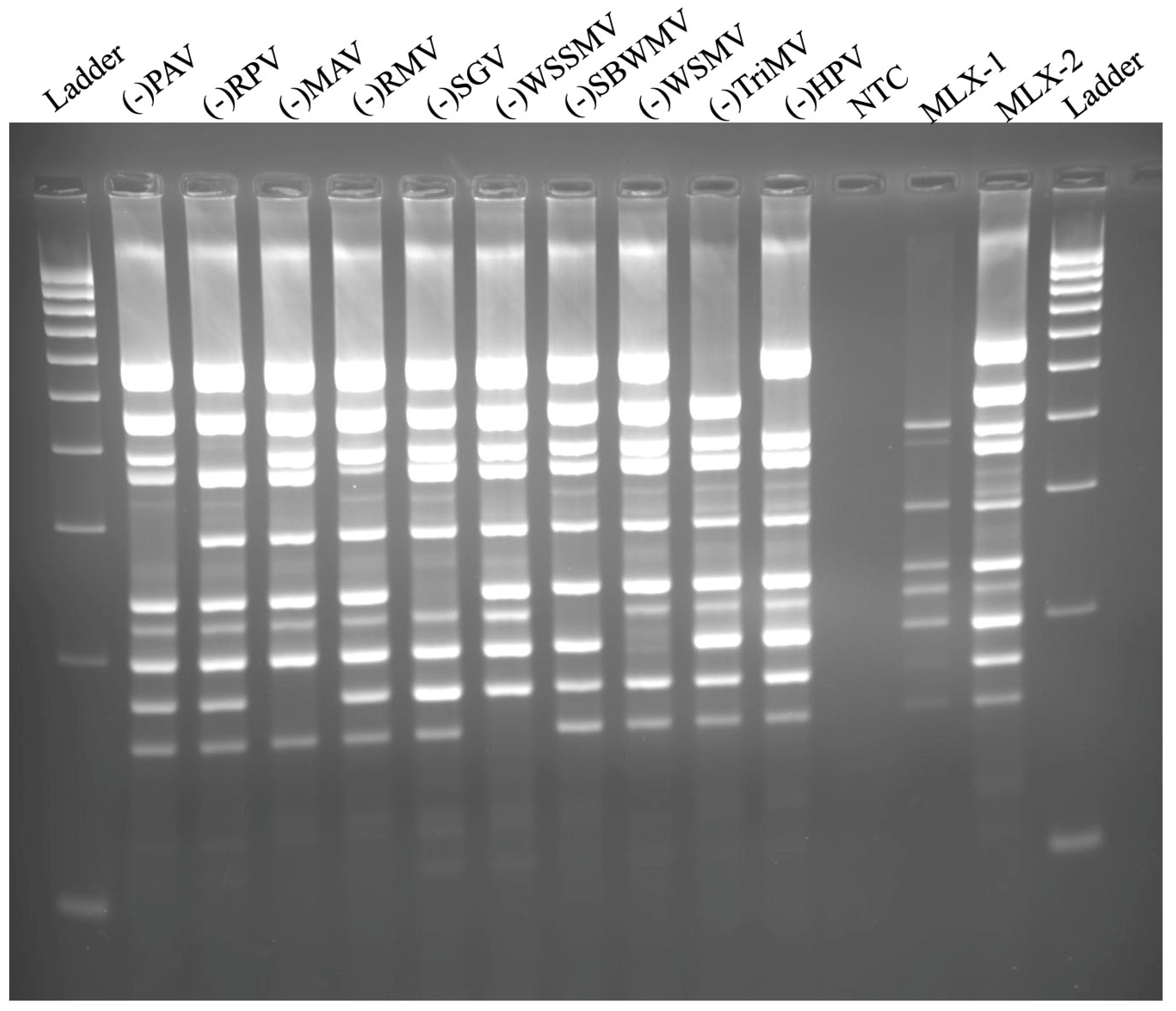 Agronomy 13 00833 g003
