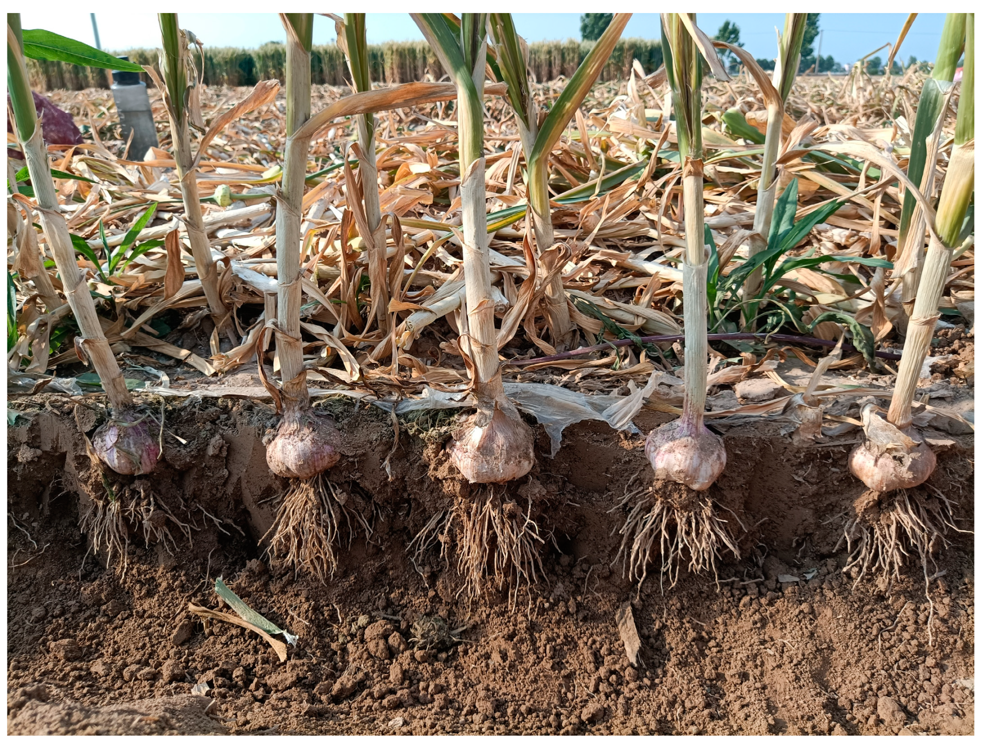 Agronomy 13 00835 g001 Agronomy 13 00835 g001