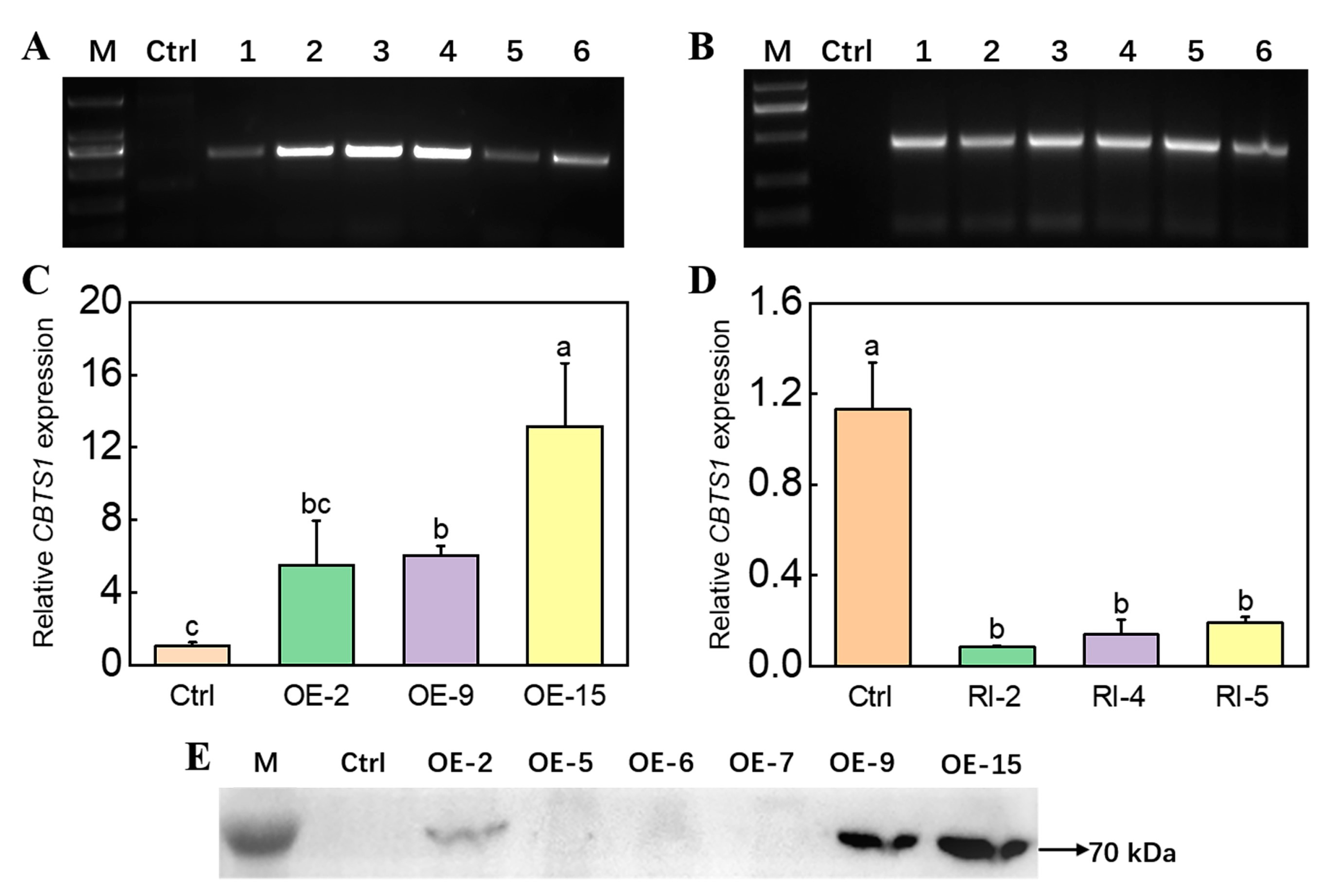 Agronomy 13 00845 g001 Agronomy 13 00845 g001