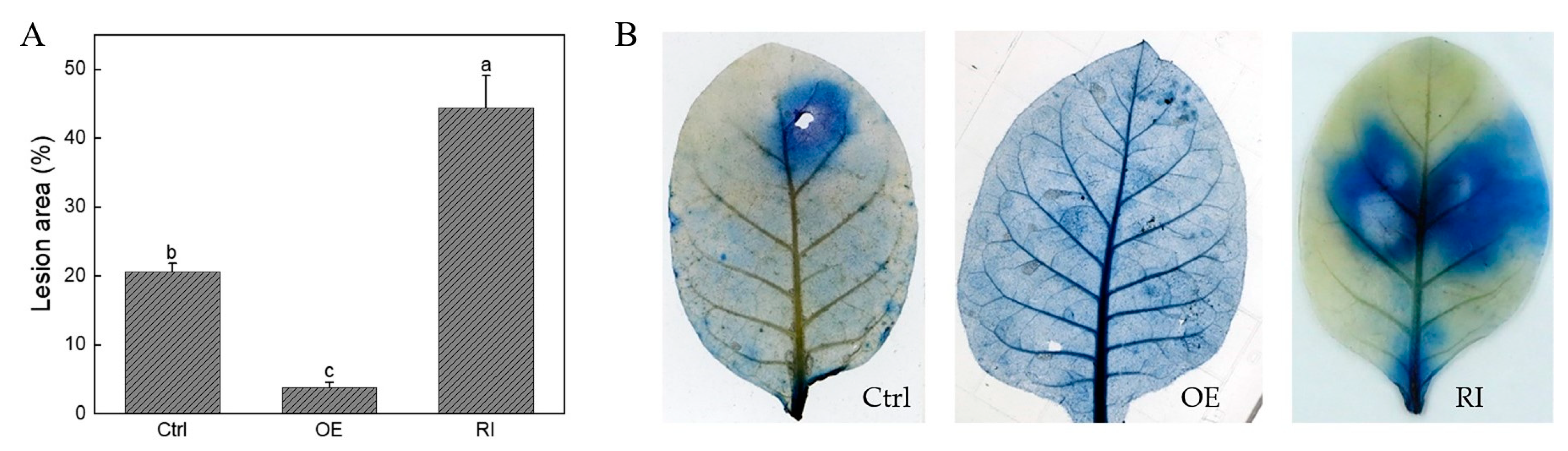 Agronomy 13 00845 g004 Agronomy 13 00845 g004
