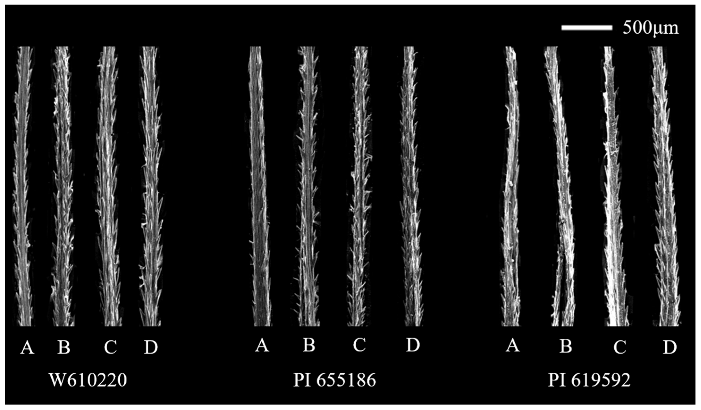 Agronomy 13 00862 g001 Agronomy 13 00862 g001