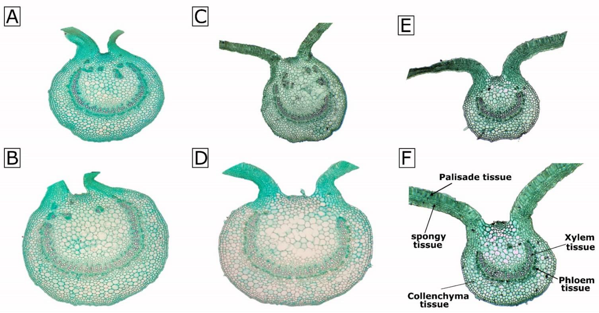 Agronomy 13 00875 g001 Agronomy 13 00875 g001