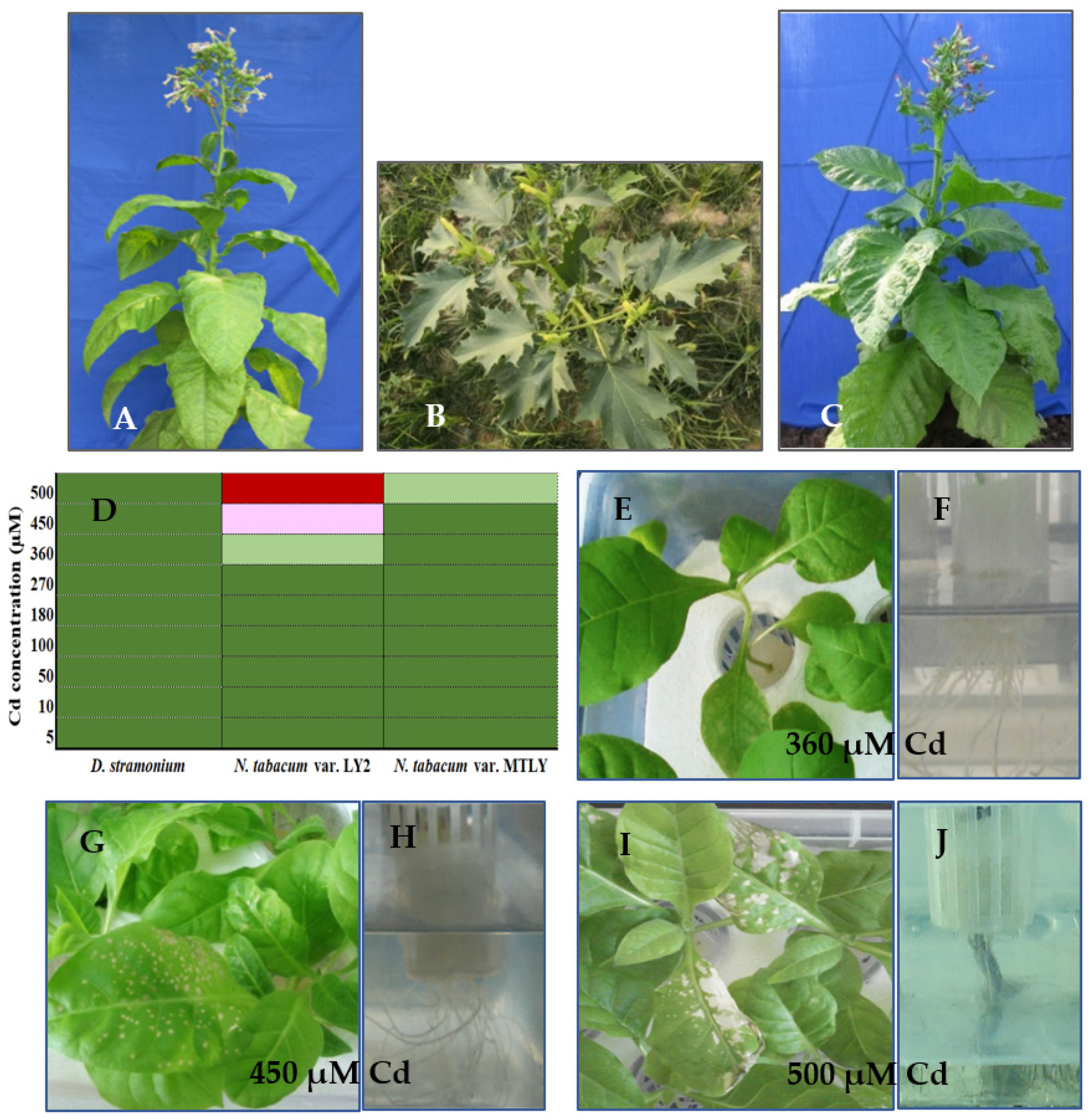 Agronomy 13 00882 g001