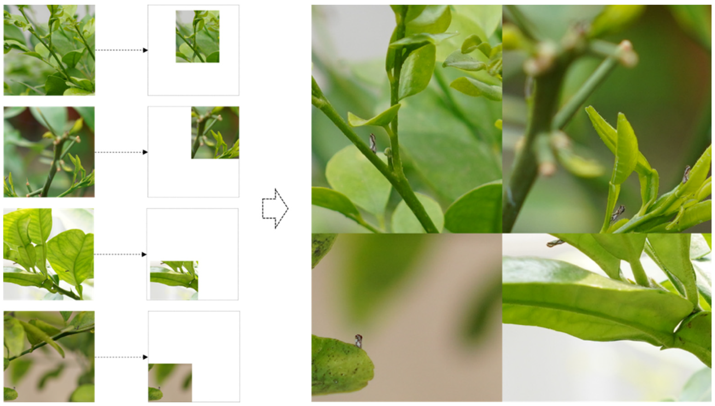 Agronomy 13 00896 g006