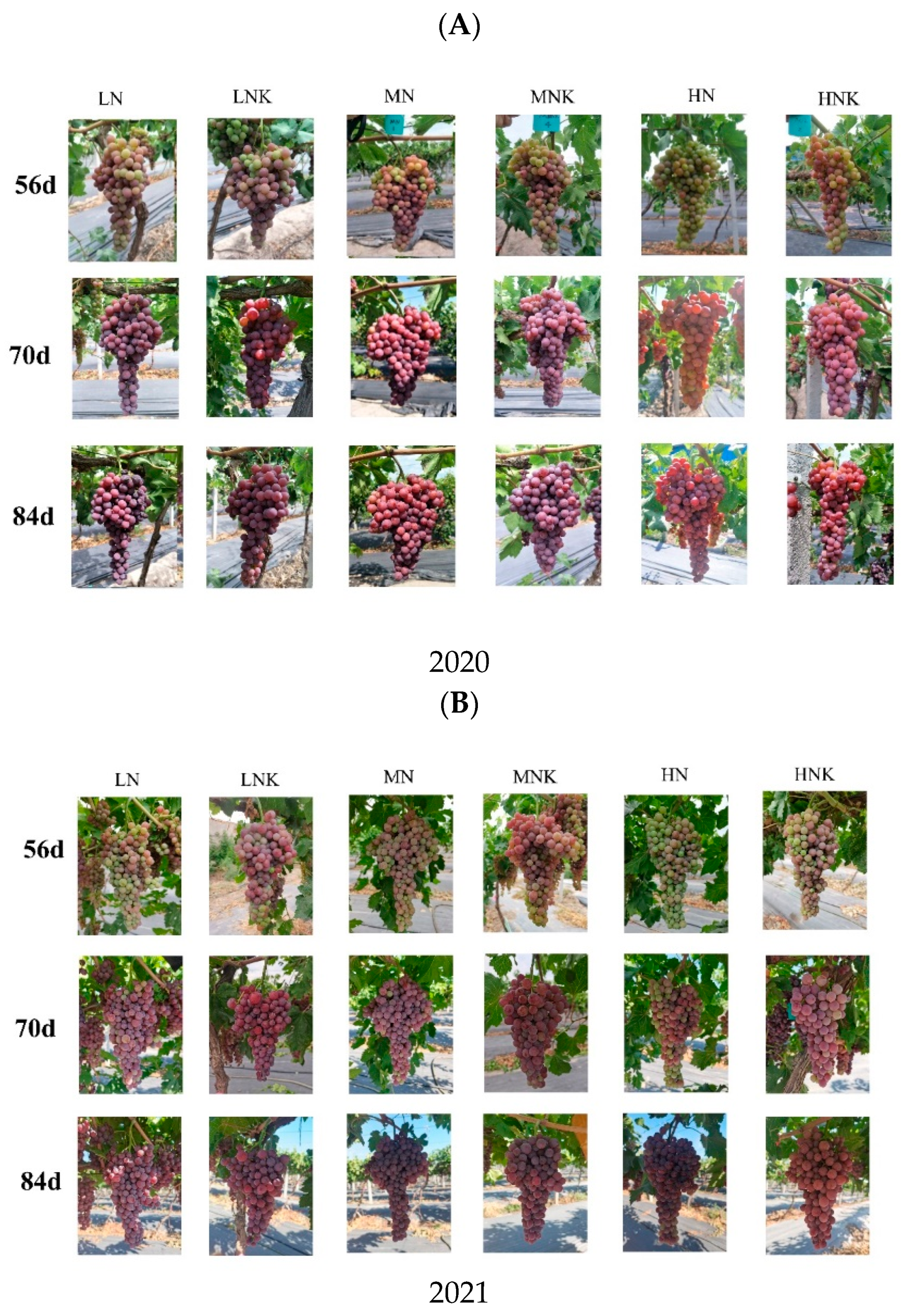 【人気No.1】 The Effect of N and KH2PO4 on Skin Color, Sugars, and アクセサリー