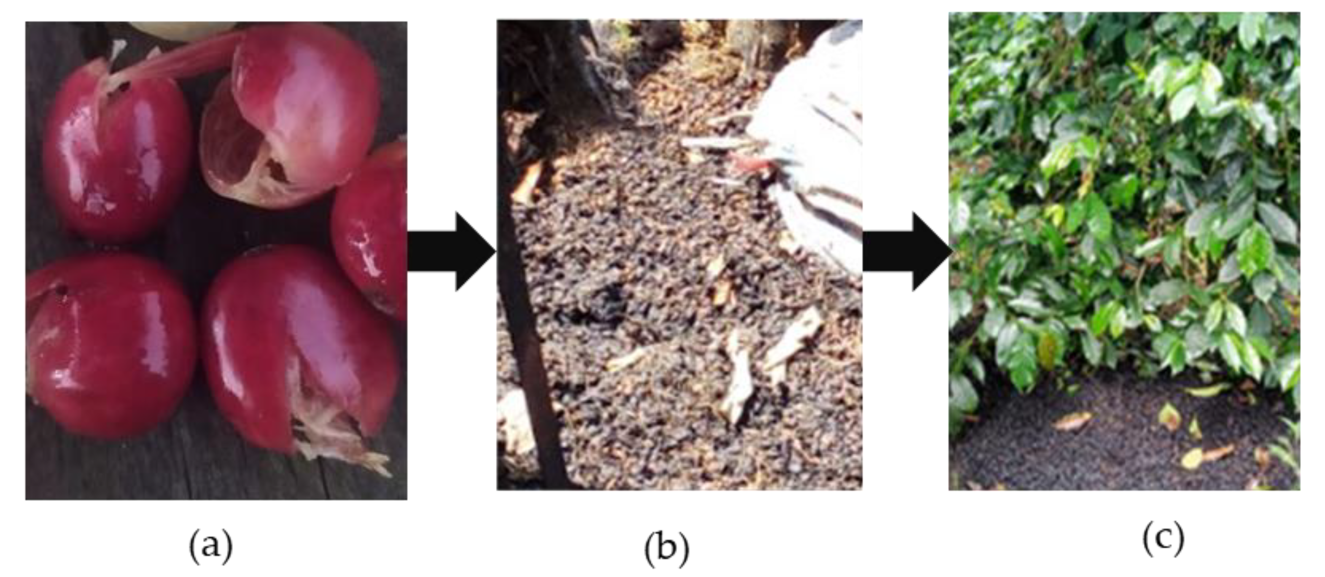 Agronomy 13 00904 g005 Agronomy 13 00904 g005