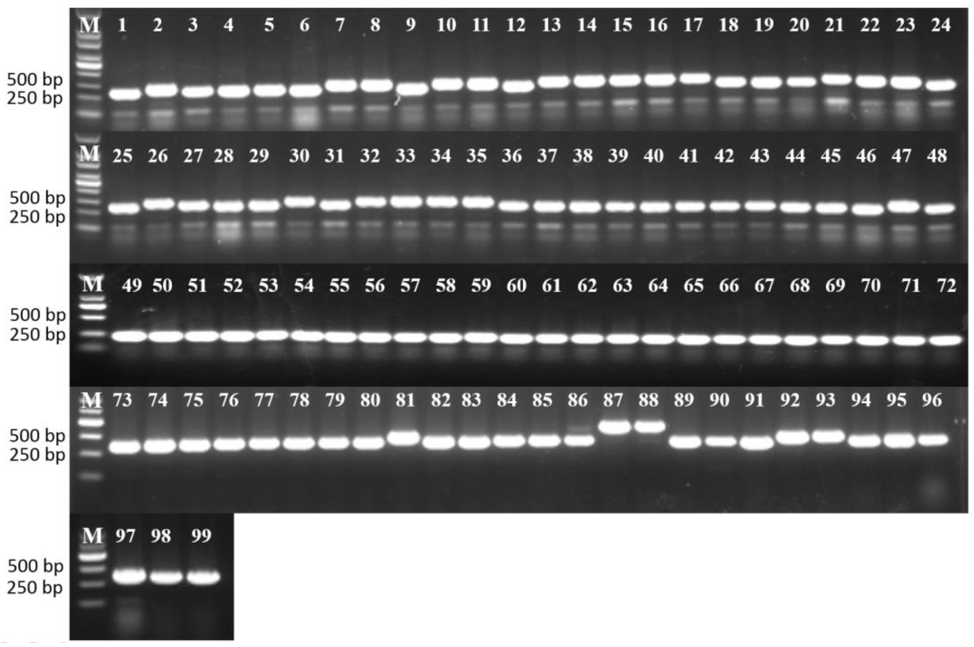 Agronomy 13 00919 g005 Agronomy 13 00919 g005