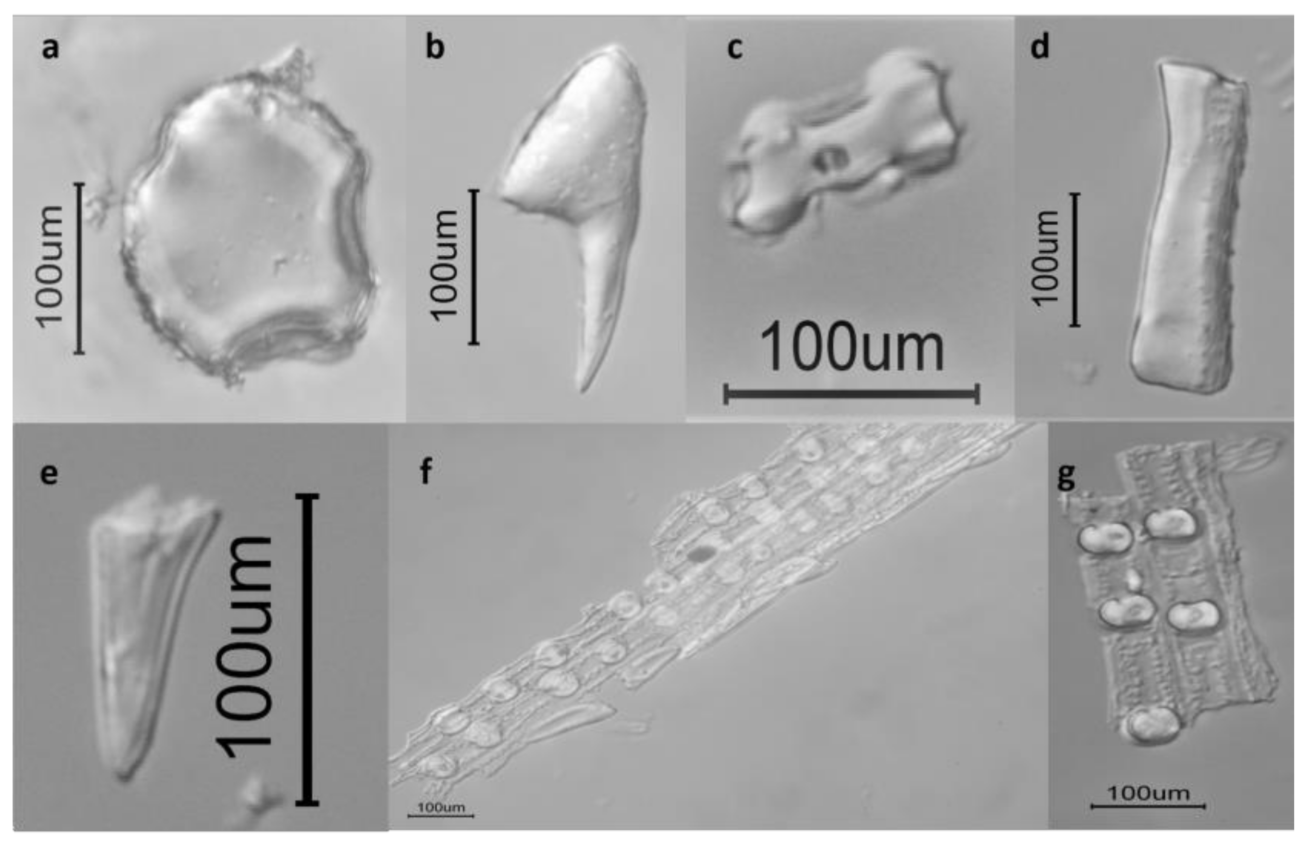 Agronomy 13 00924 g004