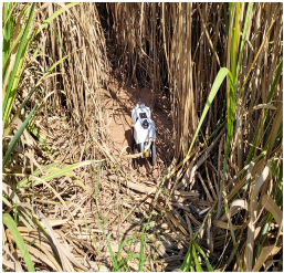 Agronomy 13 00925 i004