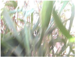 Agronomy 13 00925 i011