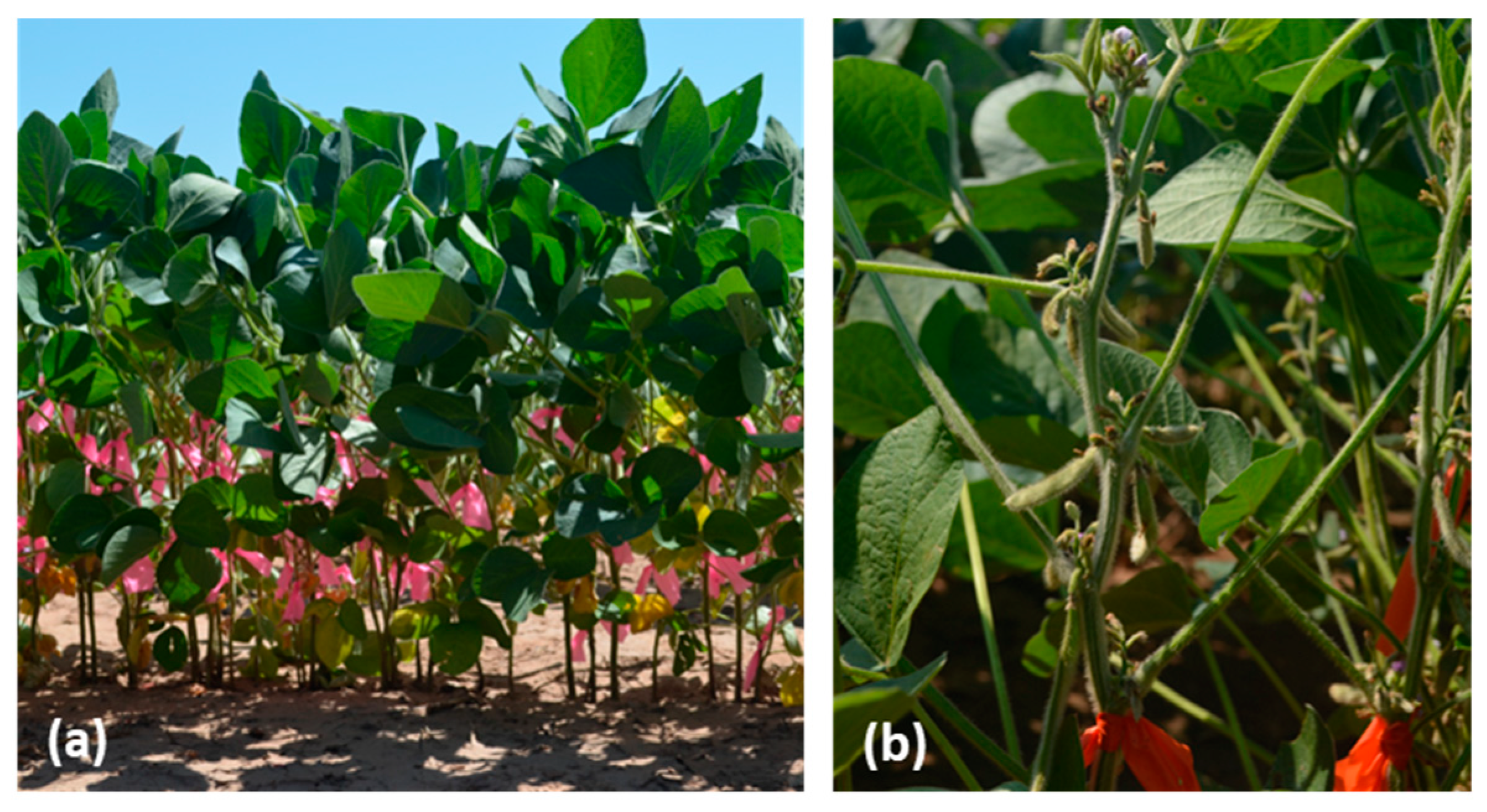 Agronomy 13 00927 g002