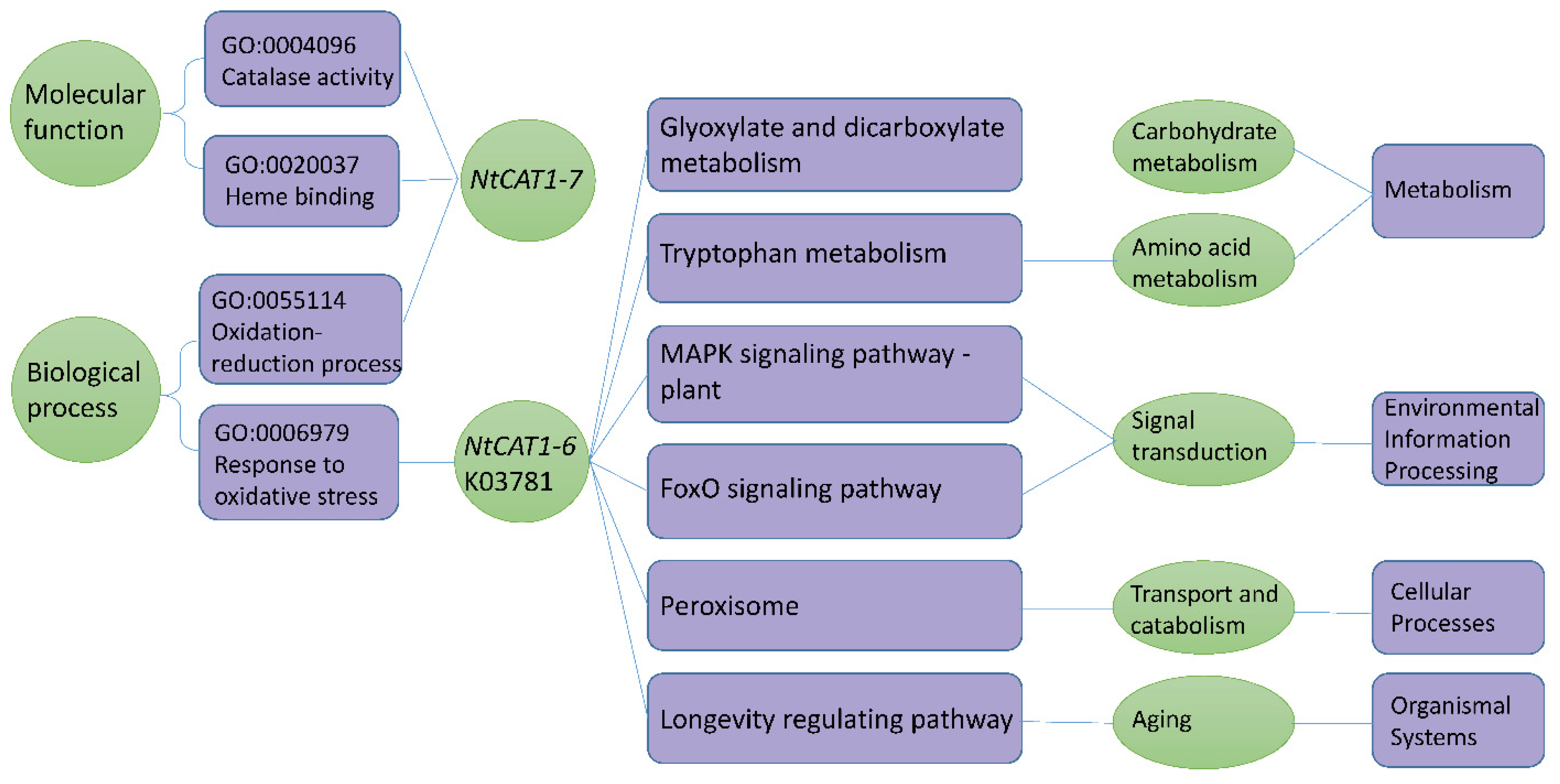 Agronomy 13 00936 g005