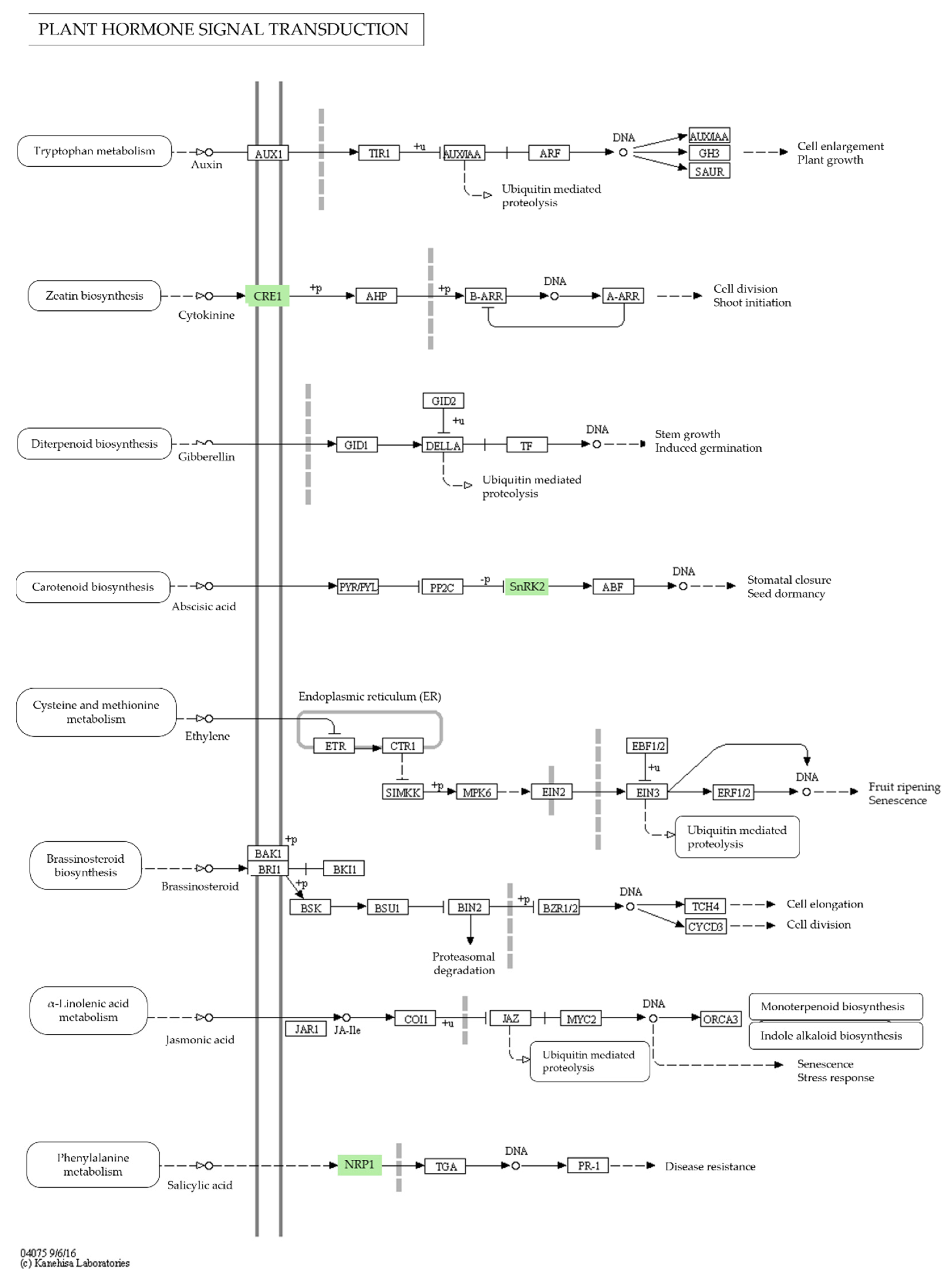 Agronomy 13 00945 g004 Agronomy 13 00945 g004