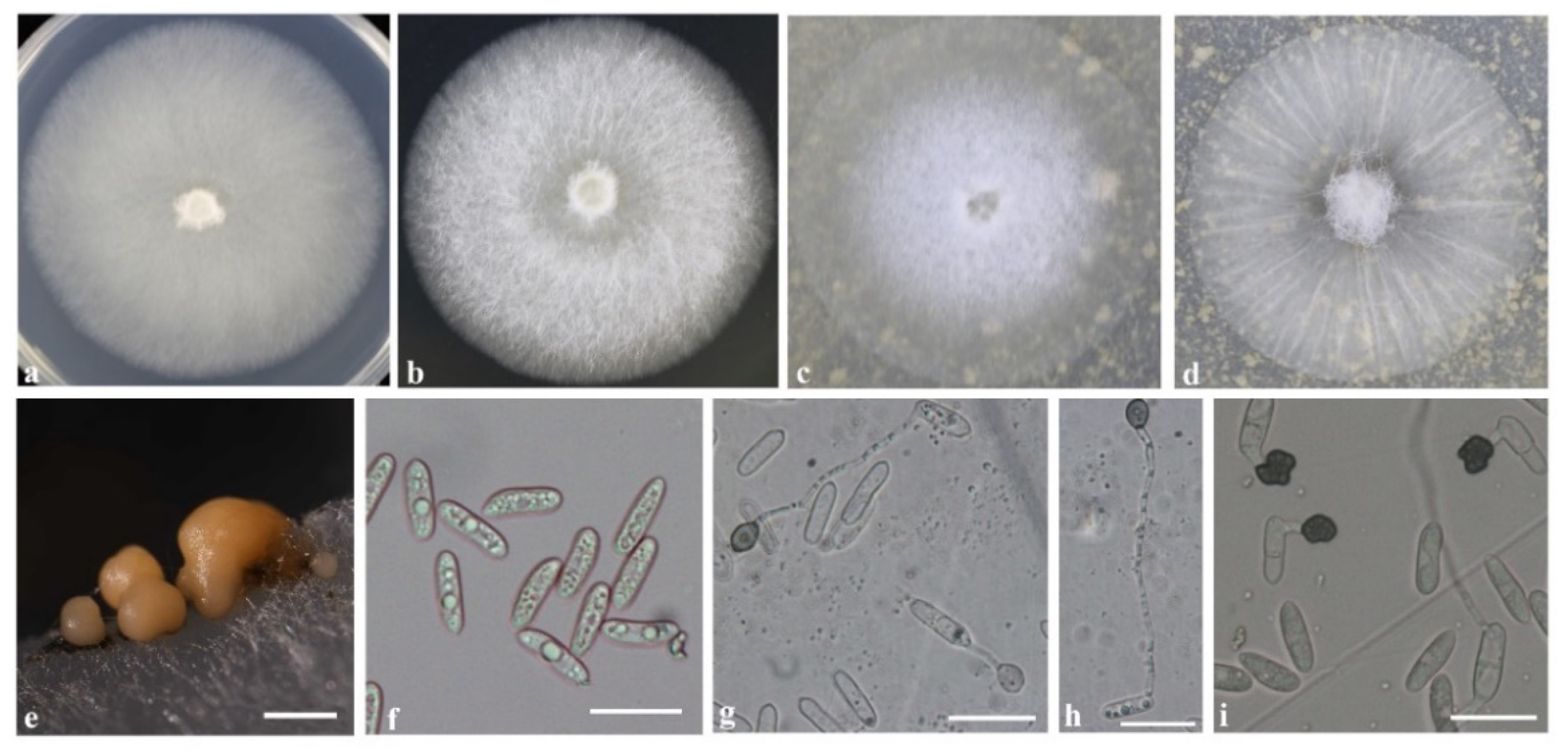 Agronomy 13 00952 g004 Agronomy 13 00952 g004