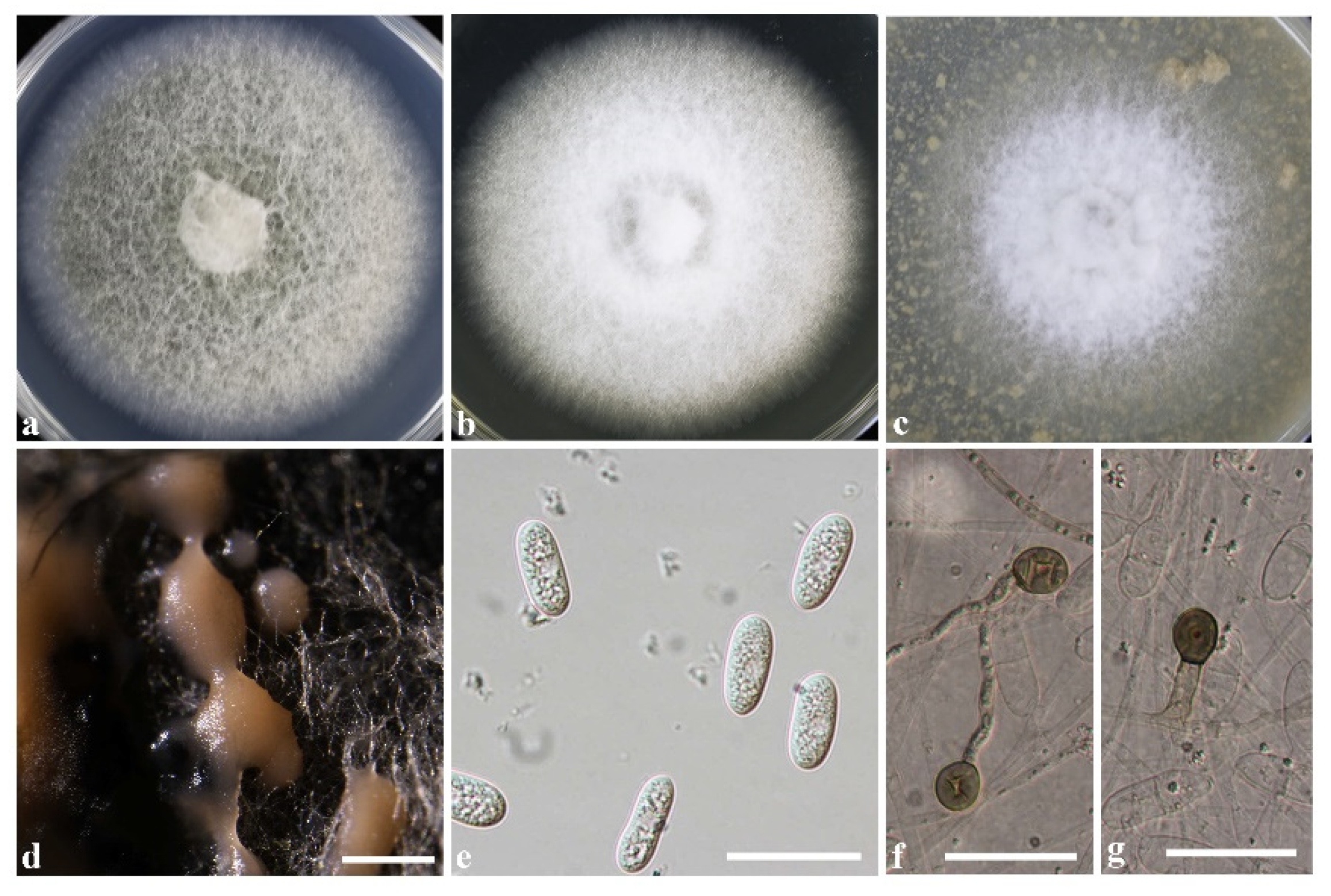 Agronomy 13 00952 g005 Agronomy 13 00952 g005