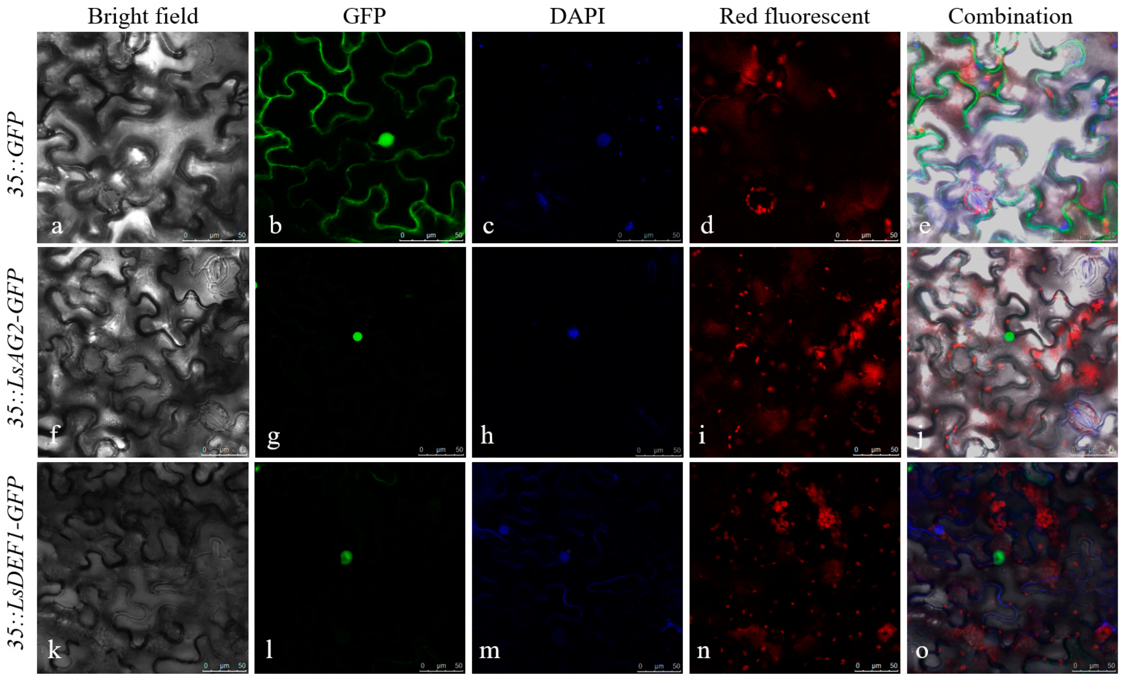 Overexpression of Two MADS-Box Genes from Lagerstroemia