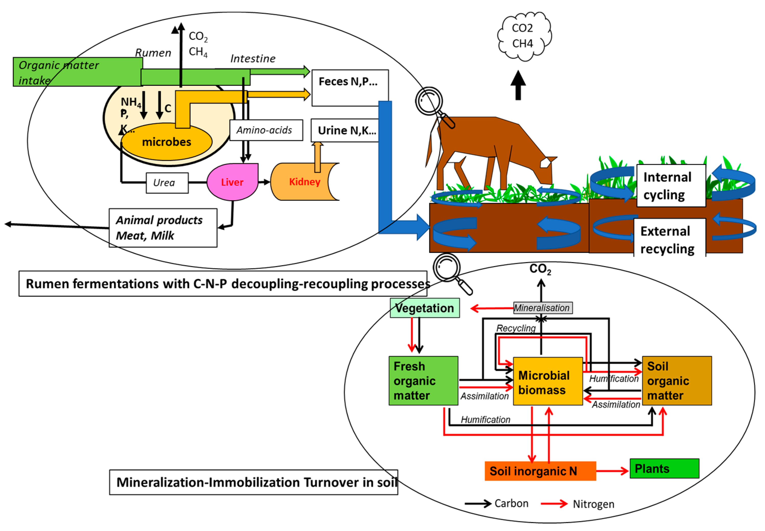 Domestic Herbivores, the Crucial Trophic Level for Sustainable 