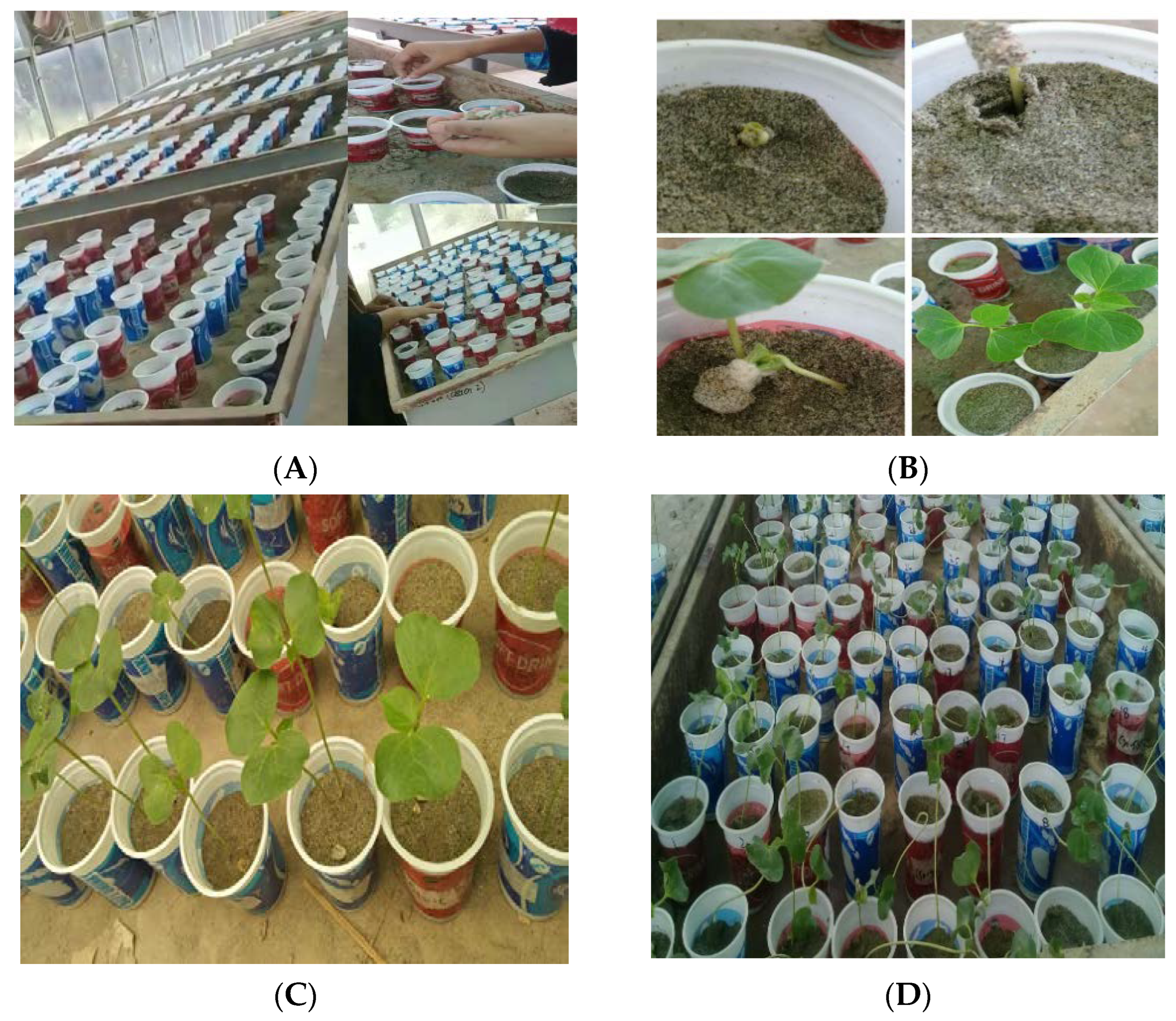 Agronomy 13 00984 g001 Agronomy 13 00984 g001