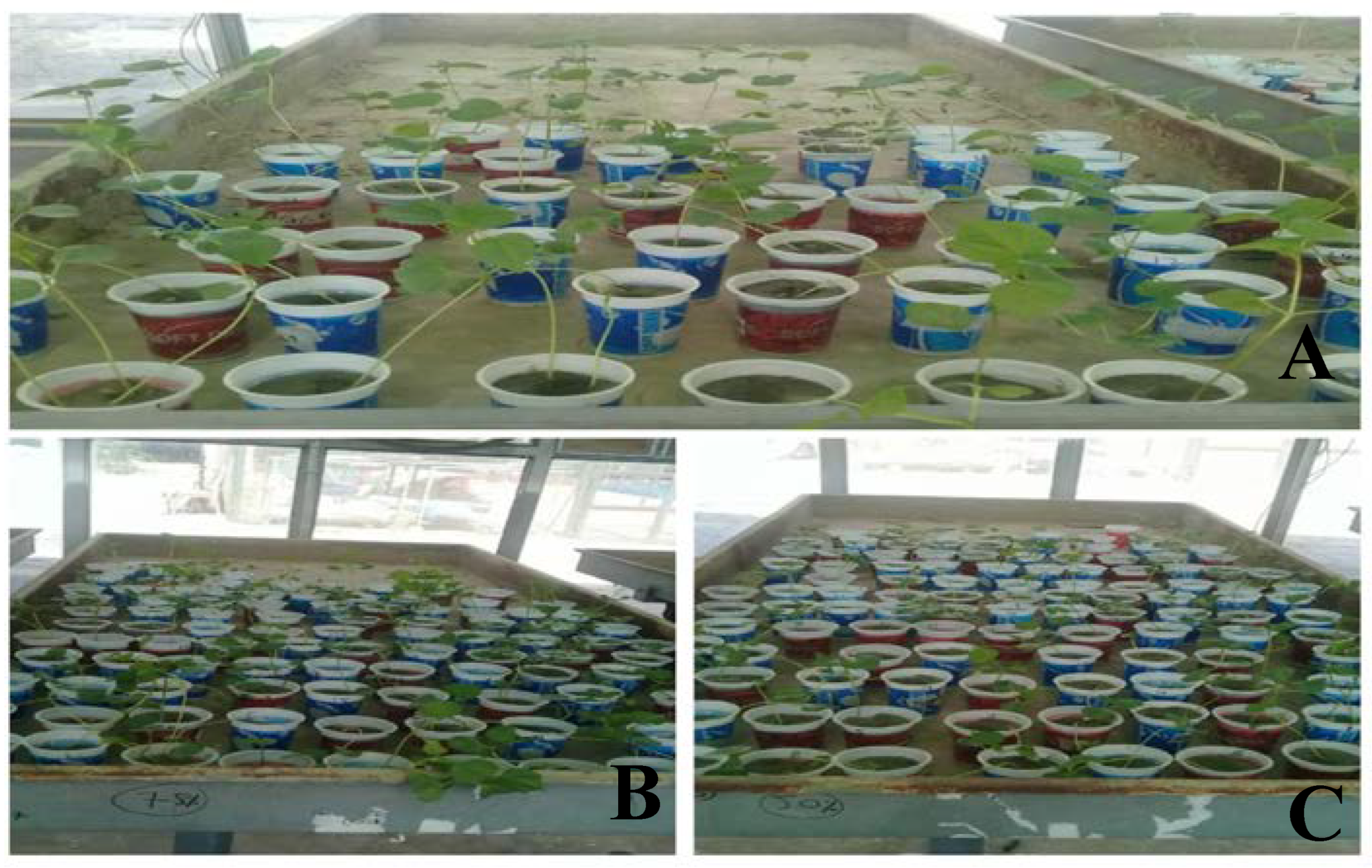 Agronomy 13 00984 g002 Agronomy 13 00984 g002