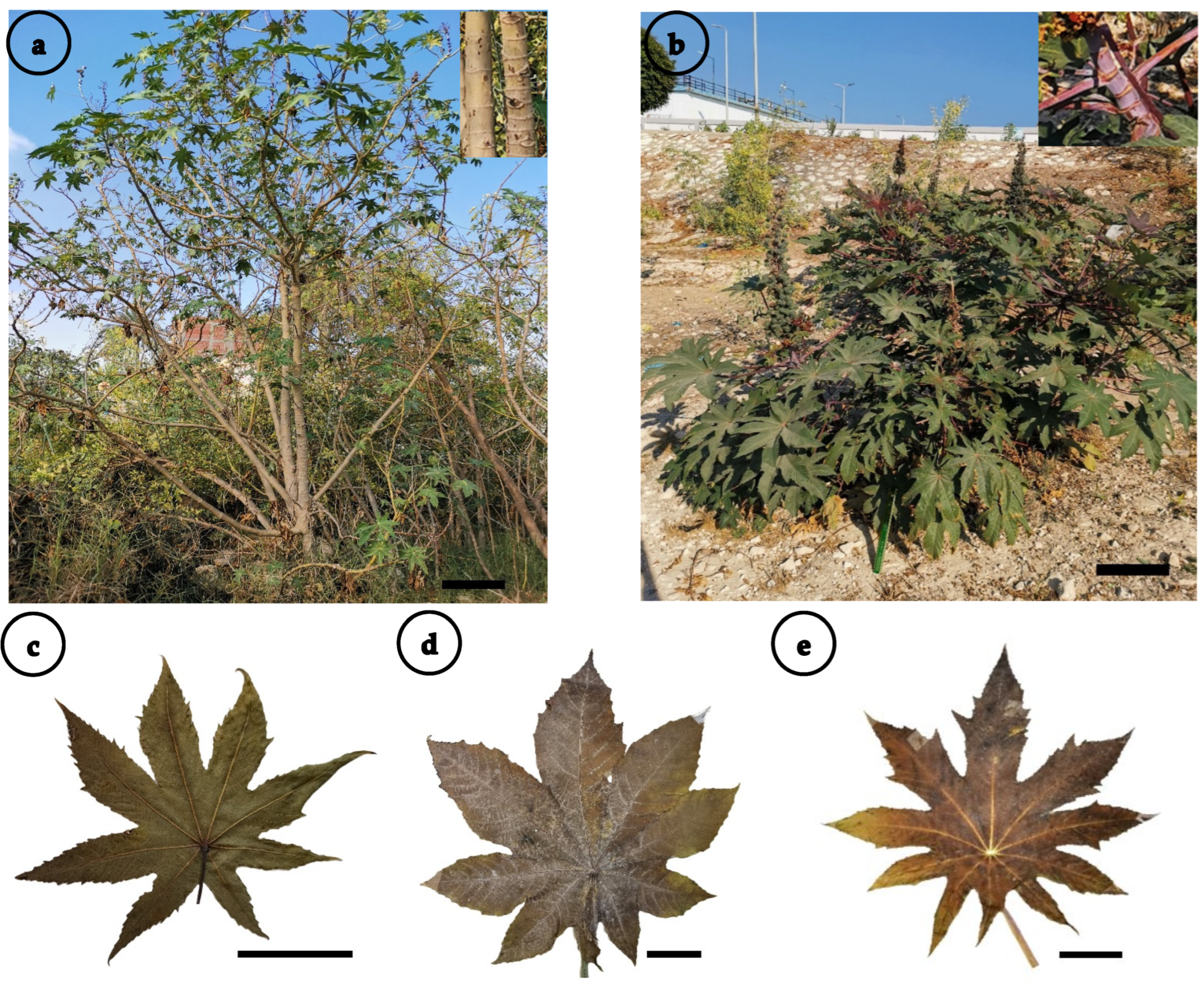 Agronomy 13 00985 g002