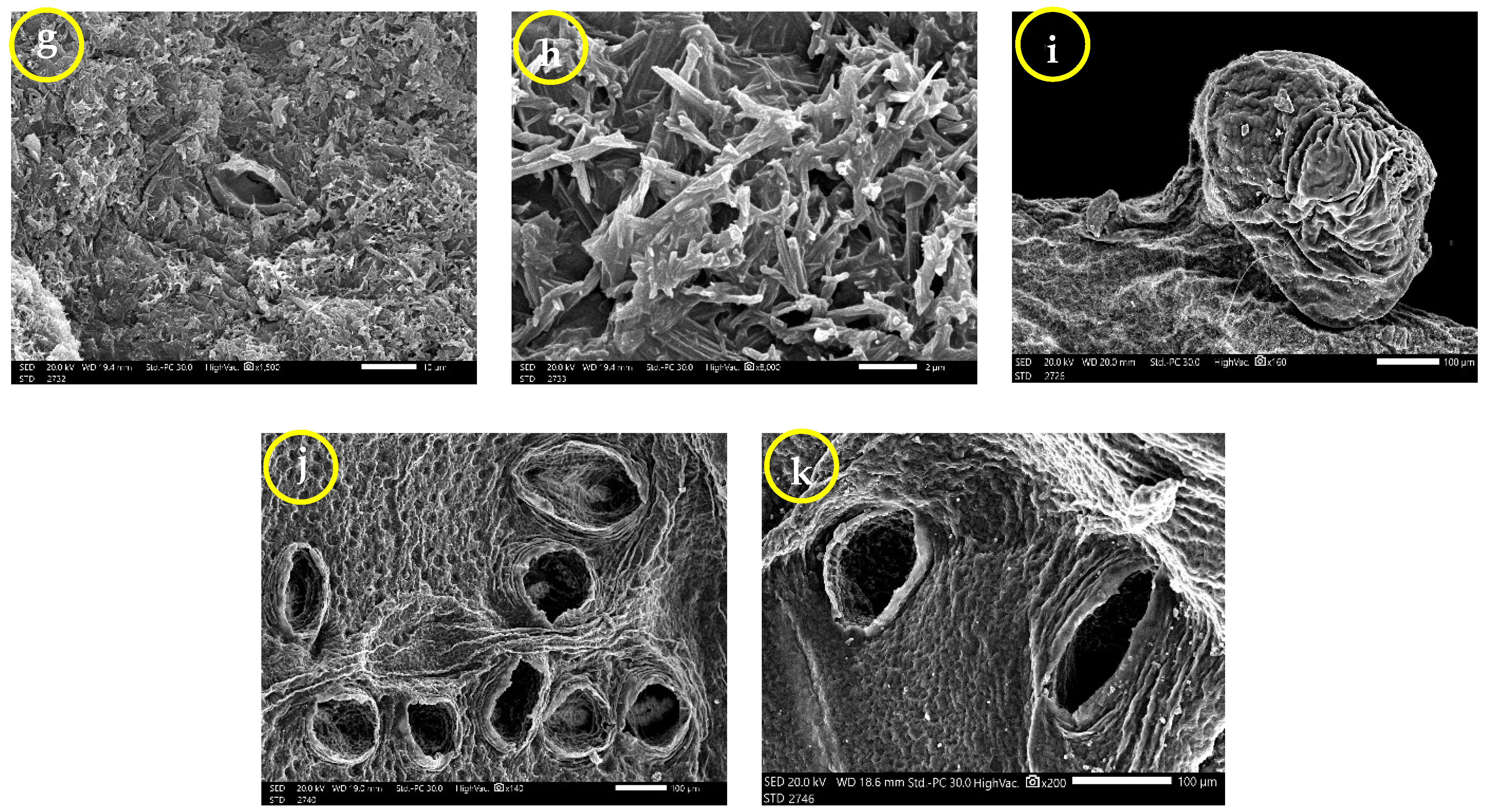 Agronomy 13 00985 g005b
