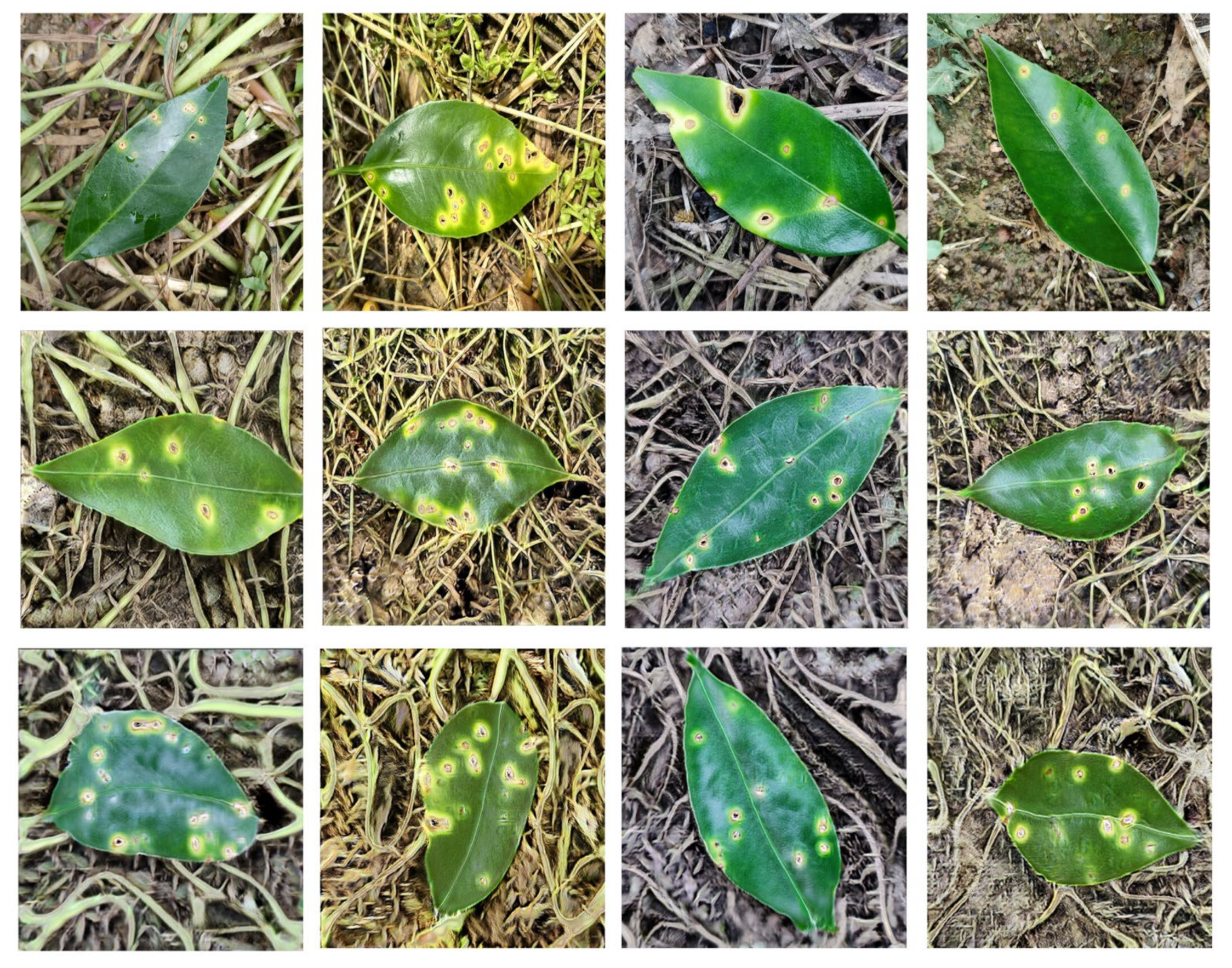 Agronomy 13 00988 g008 Agronomy 13 00988 g008