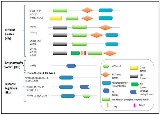 Comparative Omics-Based Identification and Expression Analysis of a  Two-Component System in Vigna radiata in Drought Stress