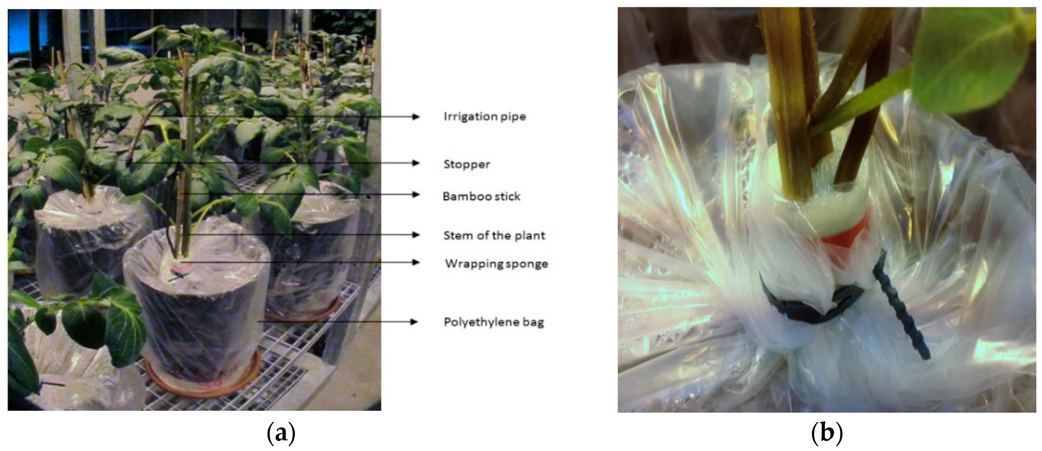 Agronomy 13 00996 g001 Agronomy 13 00996 g001