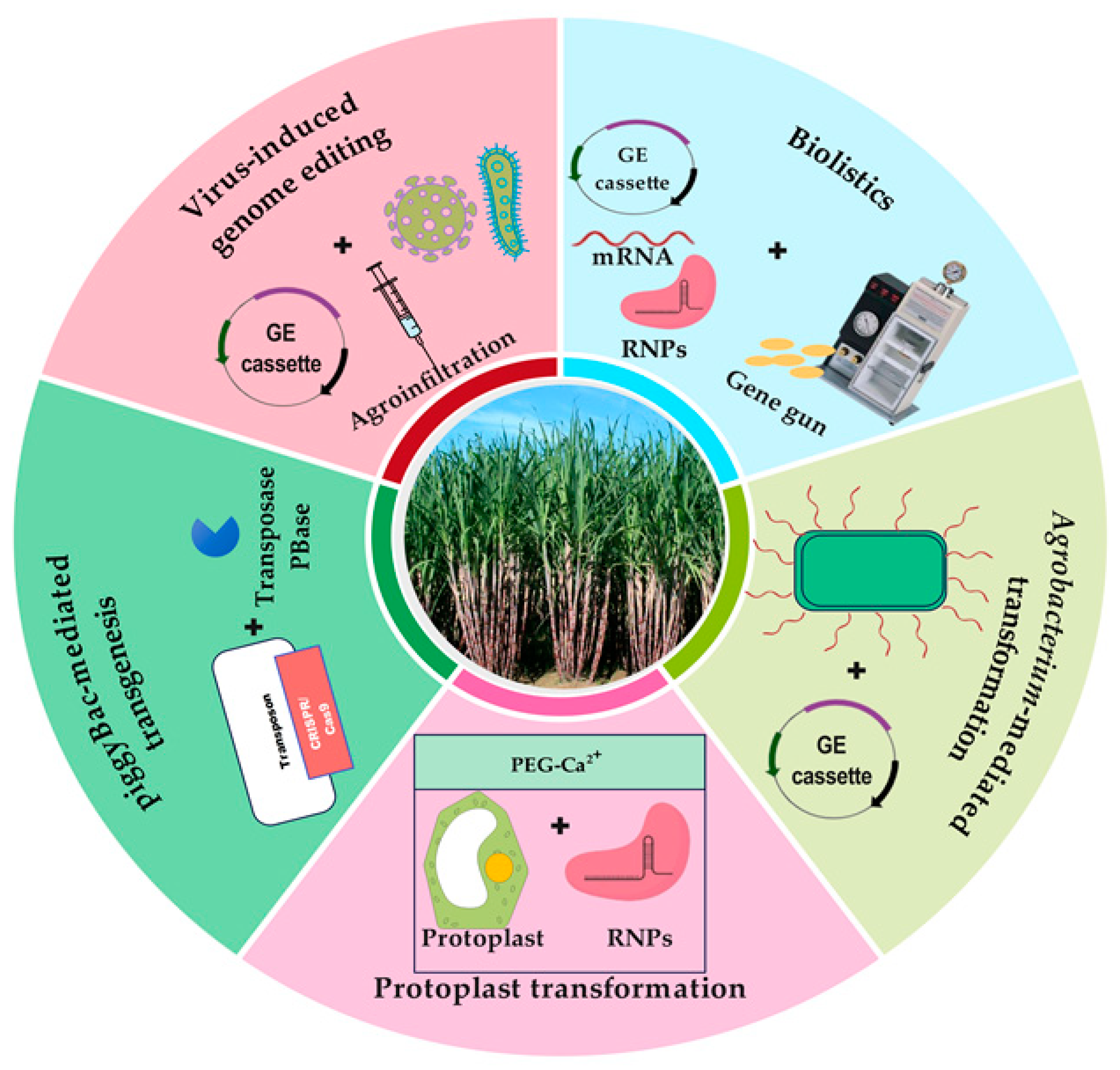 Agronomy 13 01000 g001