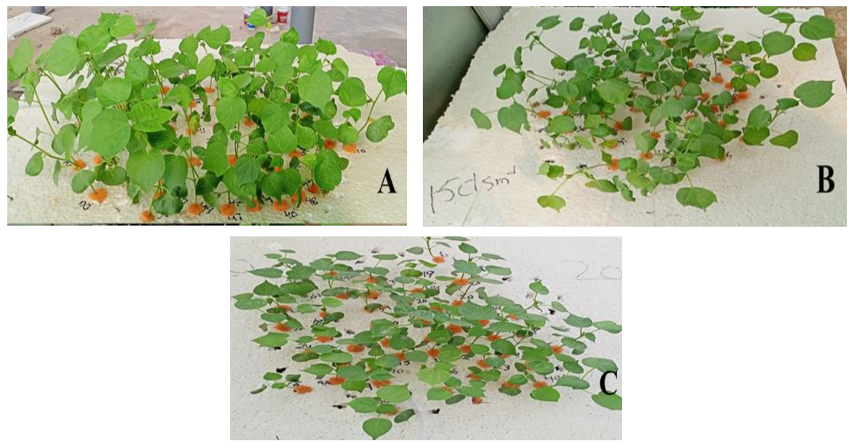 Agronomy 13 01012 g002