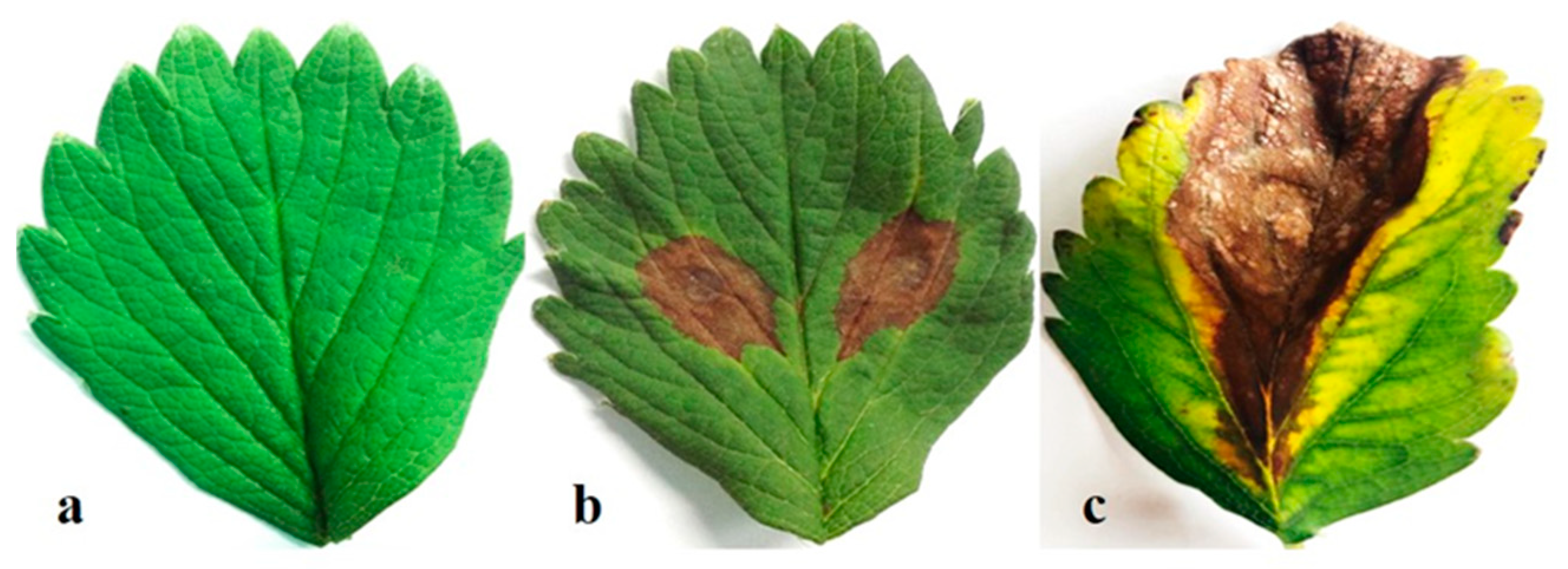 Agronomy 13 01014 g004 Agronomy 13 01014 g004